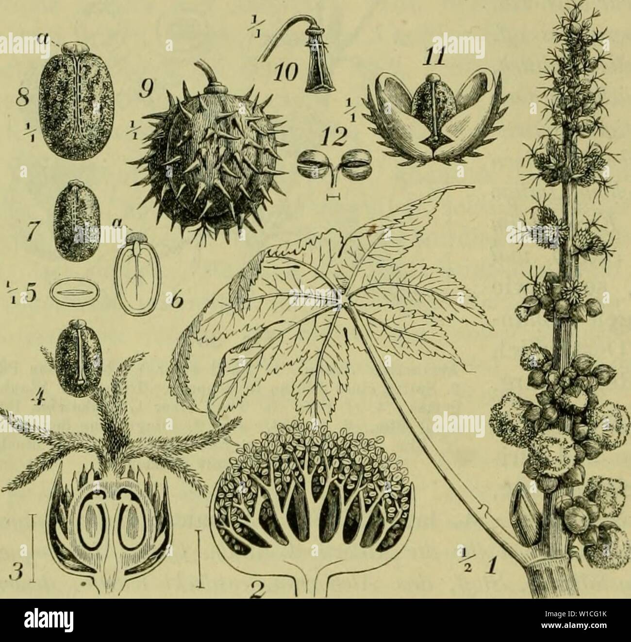 Immagine di archivio da pagina 633 di Deutsche Flora Pharmaceutisch-medicinische Botanik Ein. Deutsche Flora. Pharmaceutisch-medicinische Botanik. Ein Grundriss der systematischen Botanik zum Selbststudium für Aerzte, Apotheker und Botaniker . deutscheflorapha00kars Anno: 1880-83. 590 Petalanthae, Tricoccae. elastica Krst. H. Giiyanensis Auhl. Siphonia elastica Pers. 20 m. di hohe Bäume Guyana, dessen 0,6 m. dicker Stamm durch Einschnitte vorzugsweise den Milch- liefert saft, der eingedickt als bestes Para-Kautschuck m den Handel kommt.' Bra- silianische Arten: H. Siphoida Kth. brasilieitsis Midi., H Foto Stock