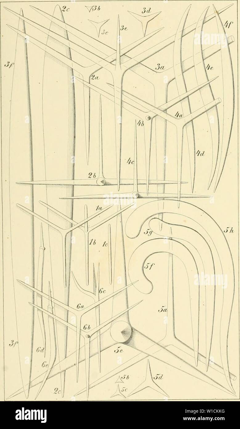 Immagine di archivio da pagina 68 del die Kalkschwämme Eine Monographie . Die Kalkschwämme. Eine Monographie .. . Diekalkschwmme03haec Anno: 1872 Taf. li. E.HaecTcA M. LiäiAnstvE. Siksck mJmay Foto Stock