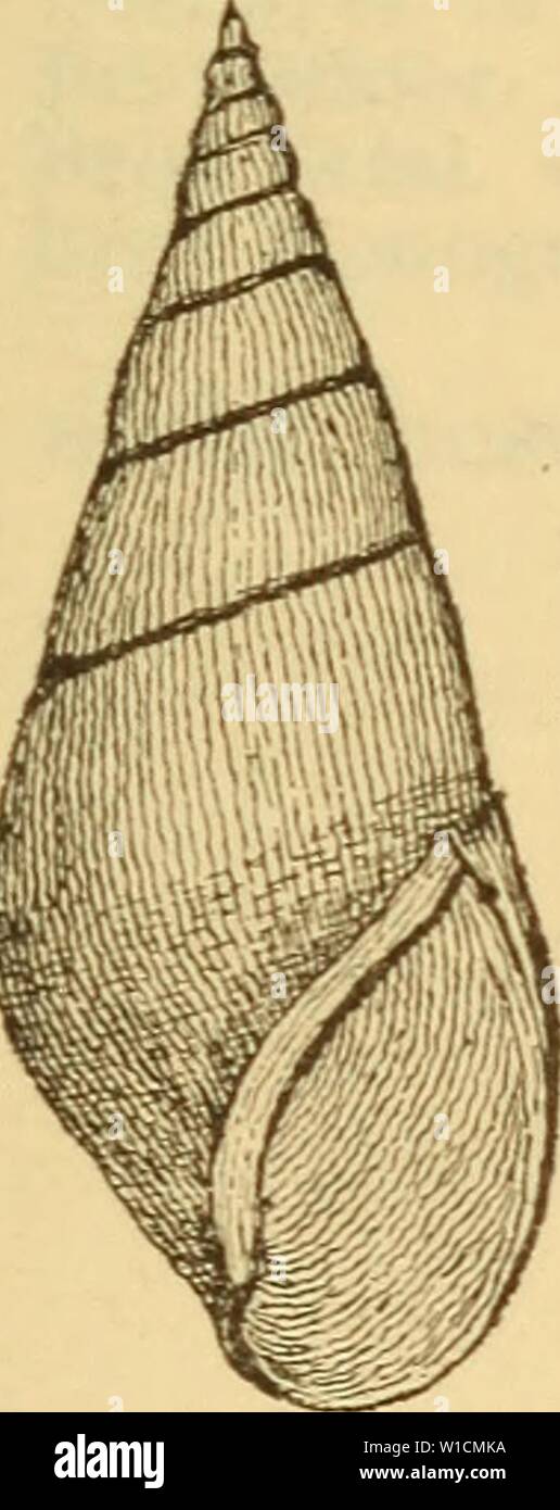 Immagine di archivio da pagina 690 di morire Mollusken-Fauna Mitteleuropa's (1884). Die Mollusken-Fauna Mitteleuropa . diemolluskenfaun22cles Anno: 1884 683 gänge deutet Immer auf nicht völlig ausgewachsene Exem- plare. Selbst die stumpfere Spitze des Gewindes scheint mir kein charakteristisches Merkmal zu sein, da auch die vorige Varietät zuweilen mit diesem Merkmale sich findet. 3. var. GUnensis Parreyss in schedis. Hemisinus GUnensis Brot Mon. t. 38 f. 4 e. Gehäuse: meist etwas kleiner, von schwarzer Farbe; Gewinde sehr spitz ausgezogen; Umgänge 10-12, sehr lang- sam zunehmend. Lg. 18 mm., Durchm. Foto Stock