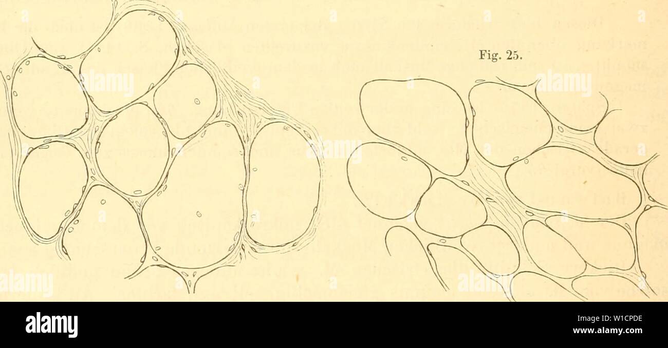 Immagine di archivio da pagina 71 del die anatomie des Kaninschens a. Die anatomie des Kaninschens in topographischer und operativer Rücksicht . dieanatomiedeska00krau Anno: 1884 50 Allgemeine Myologie. derer um mehr als das doppelte größer erscheint; vermittelnde Zwischen- formen finden sich erst bei genauerer Betrachtung. Es ist dabei an den- kannten Umstand zu erinnern, dass sämmtliche quergestreifte Muskelfasern selbst in den längsten Muskeln spindelförmig sind und die Länge von 3 cm nicht zu überschreiten pflegen : näher nach den Enden hin gelegene Quer- schnitte erscheinen daher kleiner. Auß Foto Stock