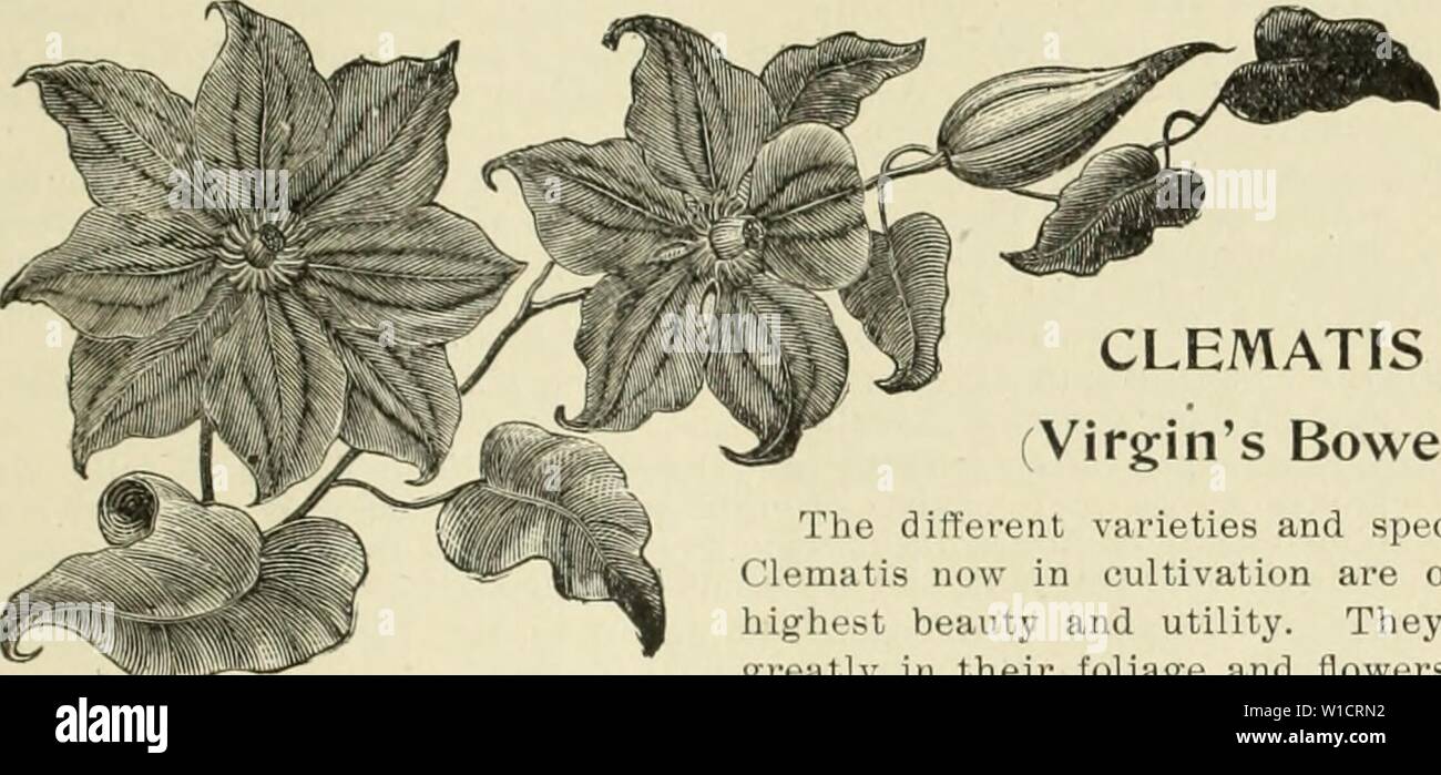 Immagine di archivio da pagina 74 del catalogo descrittivo di frutta e. Catalogo descrittivo di frutta e di alberi ornamentali : uve, rose, arbusti, etc. etc. . Descriptivecatal1894gancio Anno: 1894 . Catalogo descrittivo. 71 la clematide (Vergine's Bower). Le diverse varietà e specie di Clematis ora nella coltivazione rappresentano il massimo della bellezza e utilità. Essi variano Tgreatly nelle loro foglie e fiori, e sono atti a vari usi ; alcuni di loro, come il nostro comune ordinamento nativo (C. Virginiana), e la Comunità europea di Virgin Bower [0. Flummula), sono molto fragranti e sono particolarmente attraenti Foto Stock