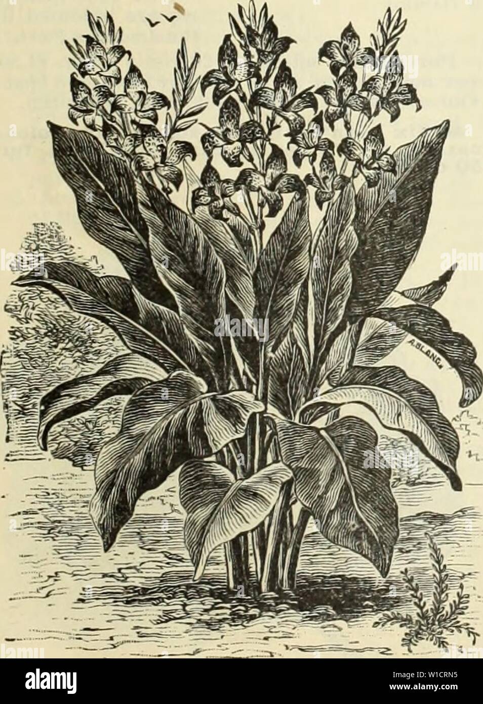 Immagine di archivio da pagina 74 descrittivi e di catalogo illustrato e. Descrittivo e catalogo illustrato e manuale / Royal Palm vivai . descriptiveillus1893roya Anno: 1892 Varie di reparto. 69 Camellia japonica. Camelie fare bene in Florida dopo una volta becomin&lt;r stabilito. Essi preferiscono piuttosto il terreno umido ma non bagnato; inoltre, un terreno argilloso sub-suolo; ma abbiamo molto buon successo per la loro crescita solo nella sabbia. Le Camelie di Tallahassee e North Florida sono immense, che mostra la loro adattabilità al nostro stato. Belle piante in molte varietà. $1 ciascuno. CANNA. Questi splendidi, ampia- Foto Stock