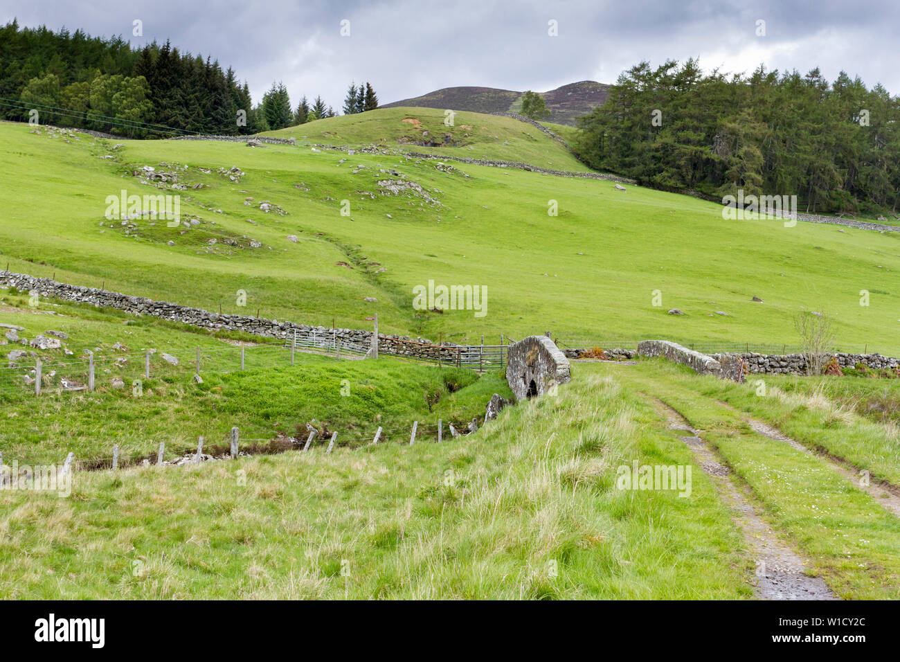 Verde paesaggio in primavera, rurale Perthshire, Scotland, Regno Unito Foto Stock