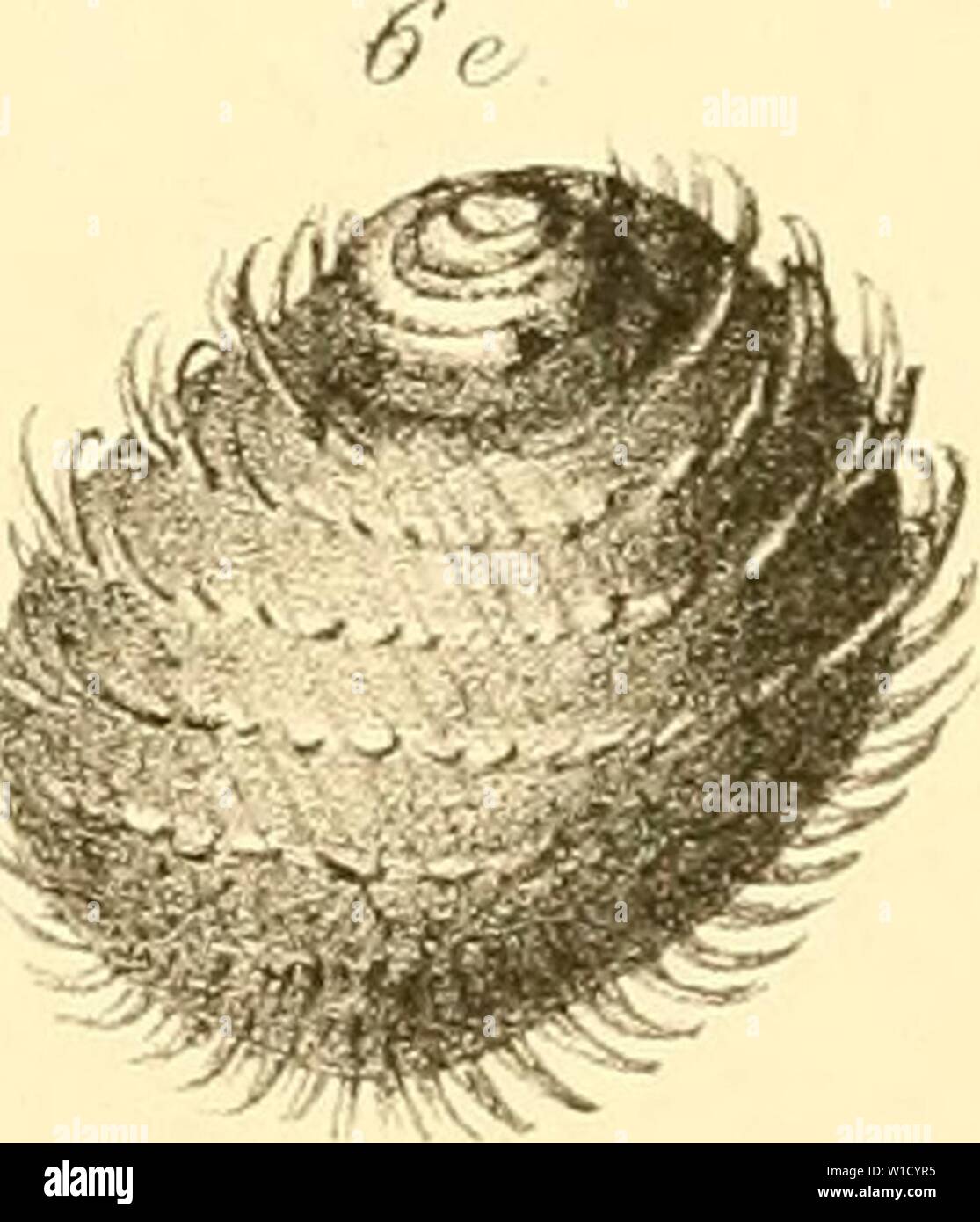 Immagine di archivio da pagina 80 del die Mollusken von Süd-Georgien . Die Mollusken von SÃ¼d-Georgien : nach der Ausbeute der Deutschen 1882-83 Stazione . diemolluskenvons00mart Anno: 1886 "tl 0/ rx /â ¢ â â //&GT; sa 8i. m 8d x /o // .96 I Foto Stock