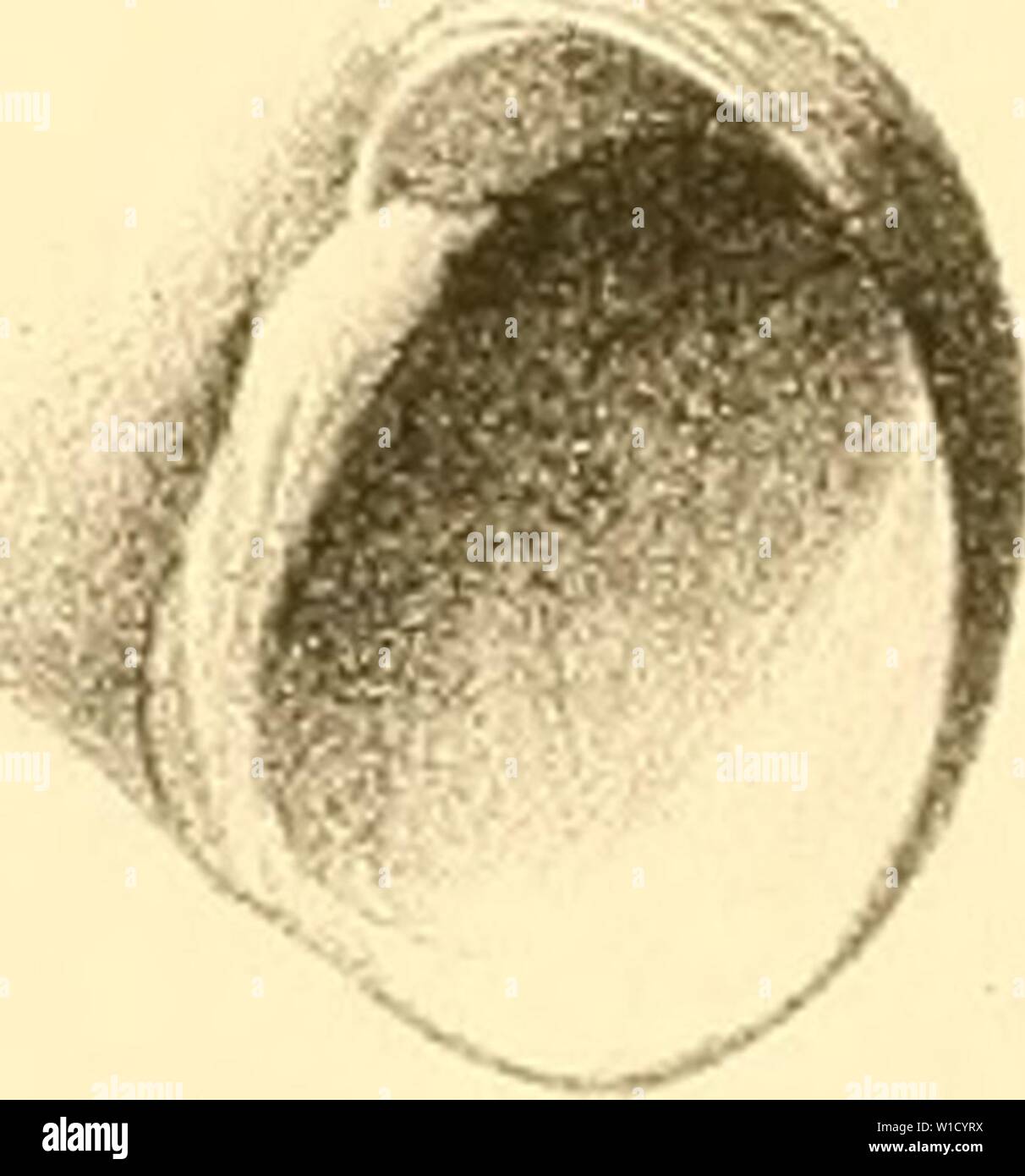 Immagine di archivio da pagina 80 del die Mollusken von Süd-Georgien . Die Mollusken von SÃ¼d-Georgien : nach der Ausbeute der Deutschen 1882-83 Stazione . diemolluskenvons00mart Anno: 1886 "tl 0/ rx /â ¢ â â //&GT; sa 8i. m 8d x /o // .96 I Foto Stock