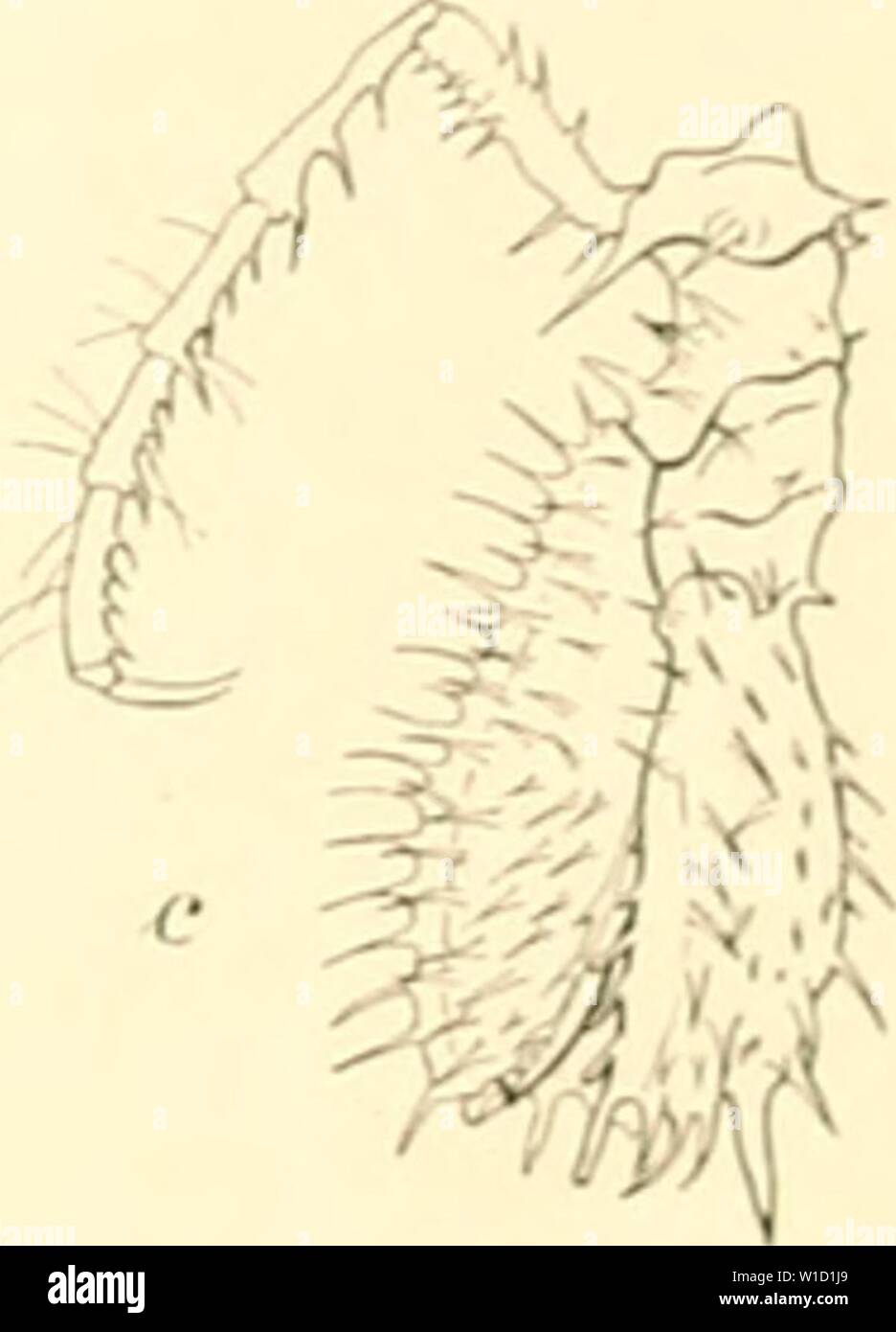 Immagine di archivio da pagina 84 del die Isopoden der Deutschen Sdpolar-Expedition,. Die Isopoden der Deutschen Sdpolar-Expedition, 1901-1903 . dieisopodenderde00vanh Anno: 1914 liier klein, nur ungefÃ¤hr mezza in modo groÃ wie bei A. glacialis erscheinen, zwei ganz kleine Stacheln und dahinter noch vier Stacheln in einer Querreihe am Kopf auf. Die hintere Partie des Kopfes von A. glacialis ist reicher bedornt. Die Bedornung der Ruinpfsegniente ist Ã¤hnlich wie bei A. glacialis, nur sind bei A. gaussensis die RÃ¼ckendornen kleiner und spÃ¤rlicher und die Seitendornen verhÃ¤ltnismÃ¤Ãig lÃ¤nger, così daÃ der Foto Stock