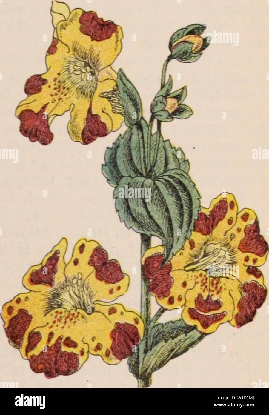 Immagine di archivio da pagina 848 di Dictionnaire d'orticoltura illustré par. Dictionnaire d'orticoltura illustrÃ / par D. prÃface Bois de Maxime Cornu avec la collaboration de E. AndrÃ ... [Et al.]. . Dictionnairedhor00bois Anno: 1893 Fig. 5S6. Â sensibile. La Mimosa pudica L. et PhalÅnopsis. mais plus florifÃ¨re ; fl variante du Blanc au pur rose lilacÃ â Colombie. M. Warscewiczii Reichenb. f â B. M t. 5843; Orch ai.b. t 216 : Fl. serres, t. 1831 : III. hort. XXI. t. 156. [Syn. : Oncidium fusca- tum Reichenb. f. : Odontogiossum Weltoni Bon] â Fl. dun rose bugia de vin : pÃtales sÃpales et labell Foto Stock