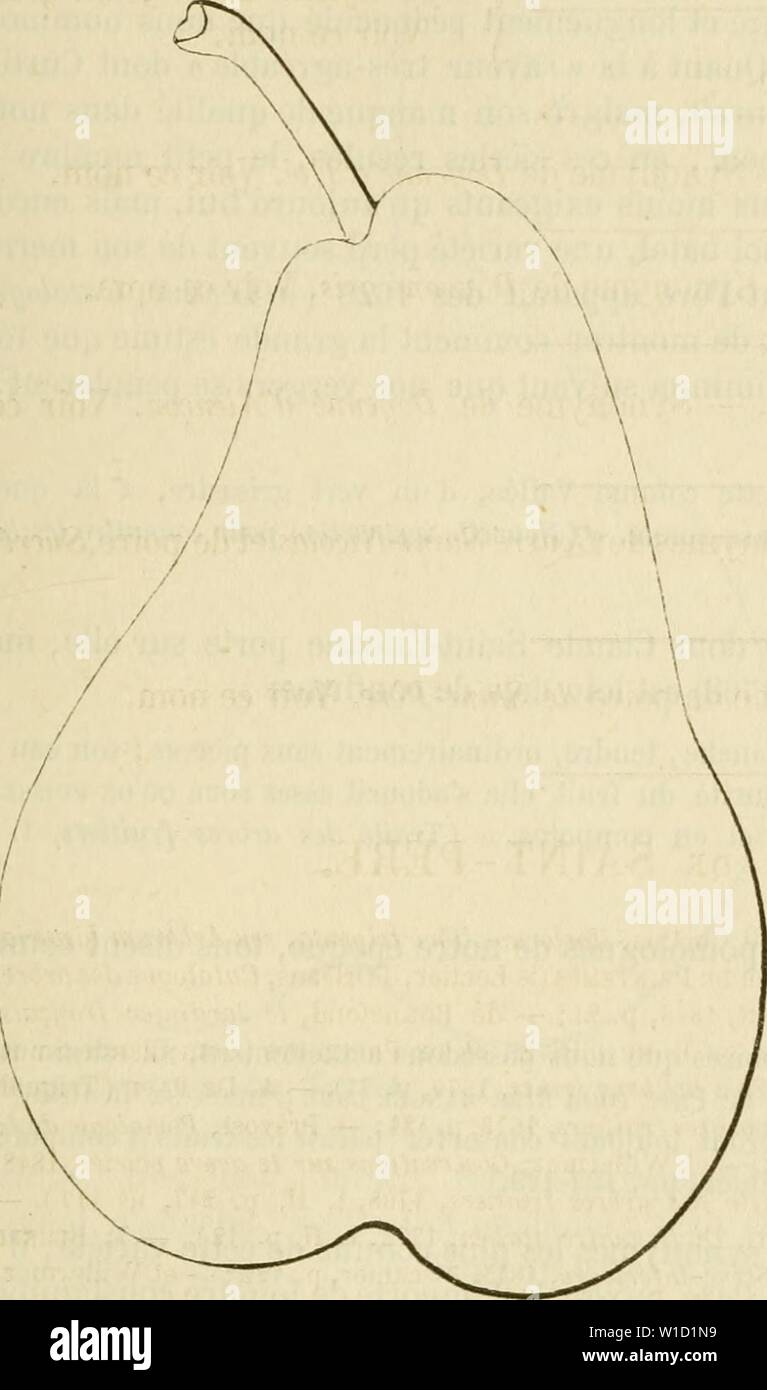 Immagine di archivio da pagina 848 di Dictionnaire de pomologie, contenant l'histoire,. Dictionnaire de pomologie, contenant l'histoire, la descrizione, la figura di frutti des Anciens et des frutti modernes les plus connus gÂnÂralement et cultivÂs . dictionnairedepo02lero Anno: 1867 SAI SAINT-PKR 639 Poire de Saint-PÍ¨re. ou moins allongÃe, gÃnÃralement mamelonnÃe au sommet et bien ventrue dans toute sa partie infÃrieure. - PÃdoncule : de grosseur et de longueur moyennes, recourbÃ, placÃ de Cà'tÃ au centre d'une faible dÃpression. Â 6stramba/.- ouvert, petit oÃ¹ moyen, lÃgÃ¨rement enfoncÃ.â Peau: assez ru Foto Stock