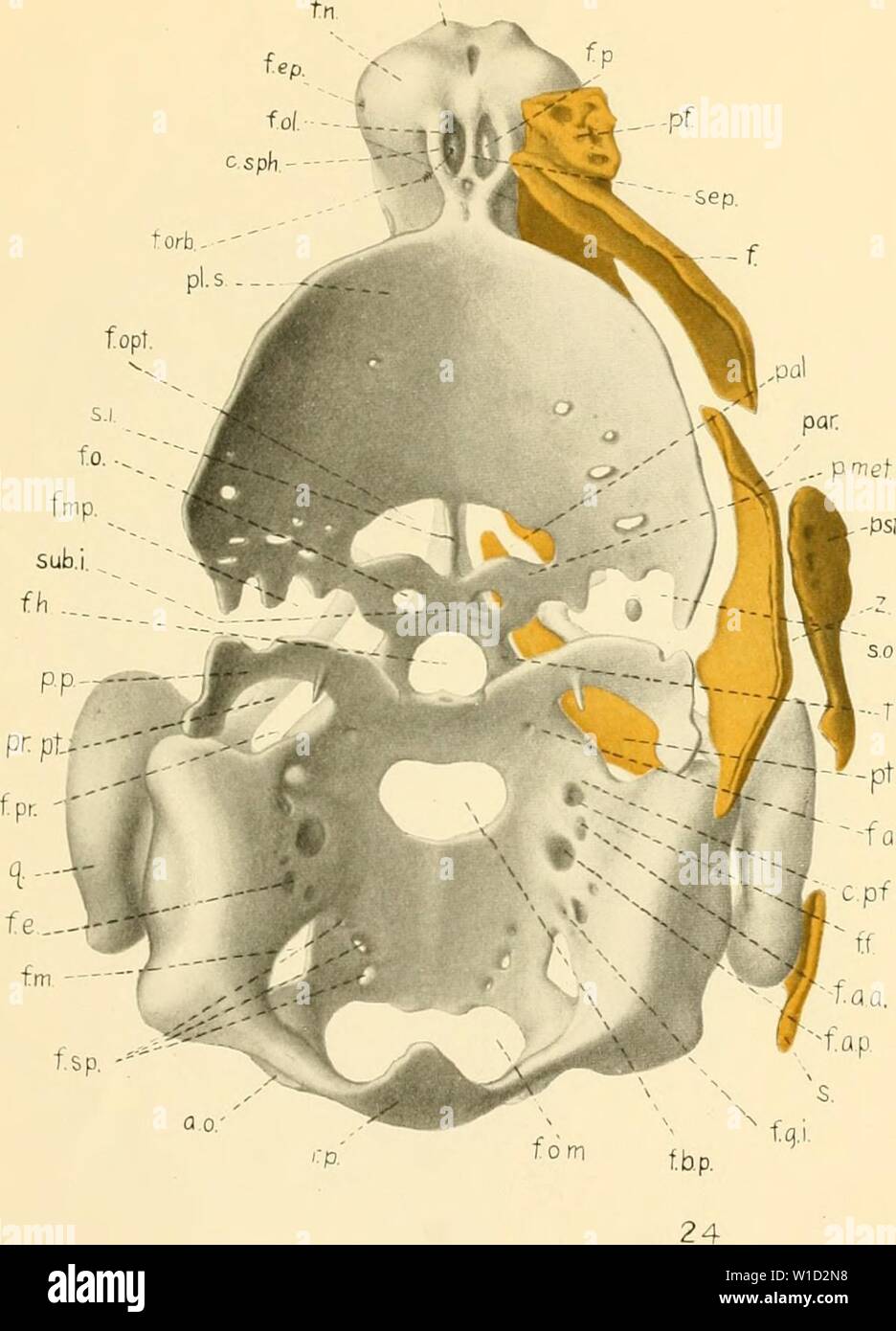 Immagine di archivio da pagina 86 dello sviluppo del cranio. Lo sviluppo del cranio di Emys Lutaria . developmentofsku00kunk Anno: 1912 UKliL01MliNT DEL CRANIO OK KMYS B. W. KUNKEL PIASTRA pr.s. Spiegazione della figura 24 vii dorsale'w di ;i modello del choiKlrocraniuiii di un embrione avente una cara- passo lunghezza di 11 mm. La membrana le ossa del lato destro sono rappresentati. X 20 775 Foto Stock