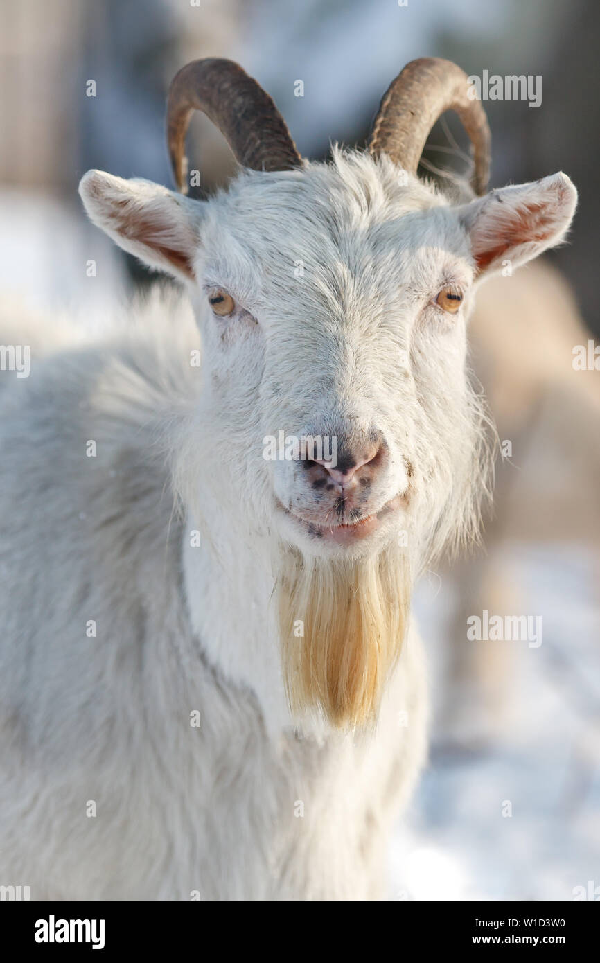 Ritratto verticale di capra bianca con grandi corna e barba in inverno sfondo della scena Foto Stock