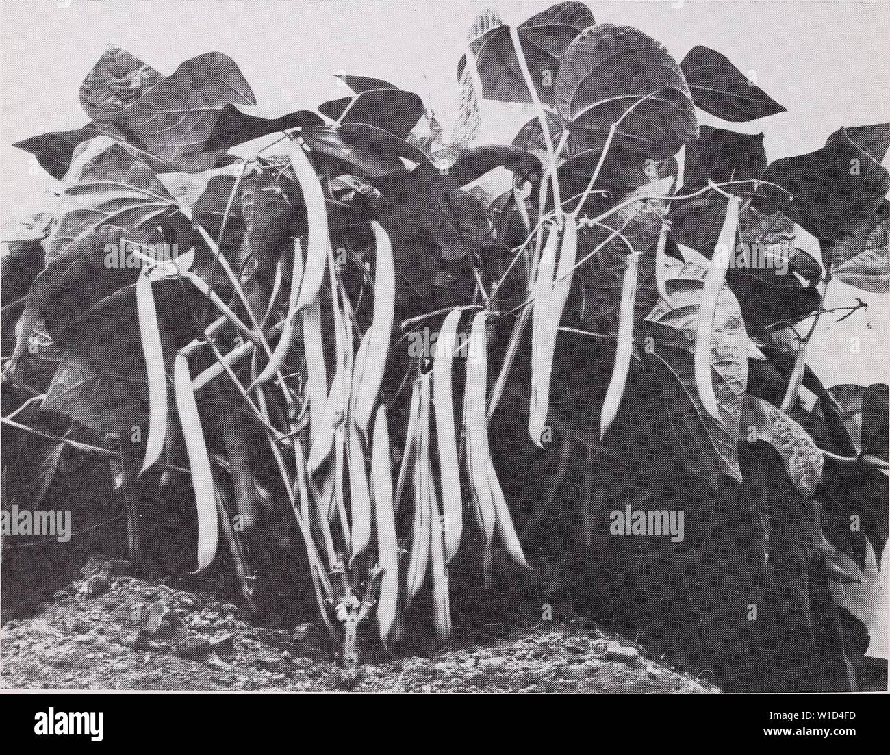 Archivio immagine dalla pagina 9 del catalogo descrittivo di verdure a. Catalogo descrittivo di verdure per la lavorazione di . descriptivecatal1955asso Anno: 1955 6 associato I COLTIVATORI DI SEMENTI. INC. , f. Â Â" Lunghezza Larghezza fagioli (continua) di pod otpod pollici pollici giorni SLENDERGREEN 6 5/3,6 54 un tipo Tendergreen con sottile e un po' più liscia string- meno baccelli, uniforme in maturazione. Semi viola con buff chiazze: 125 per oz. SUPERGREEN 6 y 54 sviluppato da Rogers Bros, da Idaho Refugee e piena misura. Pianta di media altezza. Pods piuttosto concentrata, slim, dritto, rotondo, senza filo, verde scuro. Foto Stock Archivio immagine dalla pagina 9 del catalogo descrittivo di verdure a. Catalogo descrittivo di verdure per la lavorazione di . descriptivecatal1955asso Anno: 1955 6 associato I COLTIVATORI DI SEMENTI. INC. , f. Â Â" Lunghezza Larghezza fagioli (continua) di pod otpod pollici pollici giorni SLENDERGREEN 6 5/3,6 54 un tipo Tendergreen con sottile e un po' più liscia string- meno baccelli, uniforme in maturazione. Semi viola con buff chiazze: 125 per oz. SUPERGREEN 6 y 54 sviluppato da Rogers Bros, da Idaho Refugee e piena misura. Pianta di media altezza. Pods piuttosto concentrata, slim, dritto, rotondo, senza filo, verde scuro. Foto Stock