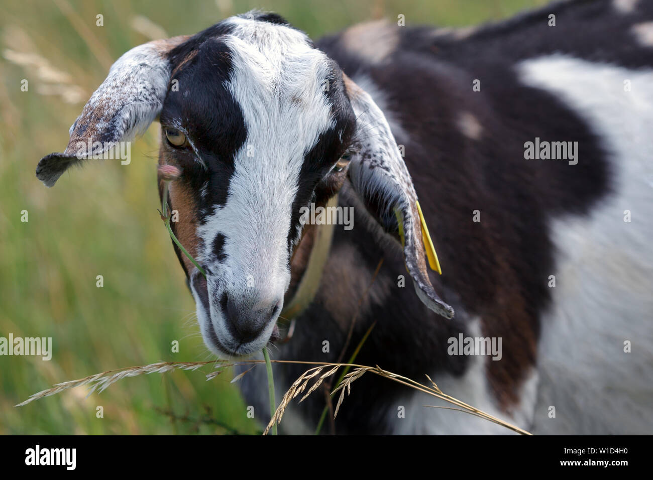 Giovani colorati maschio maculato goatling mangiare fiori di prato Foto Stock