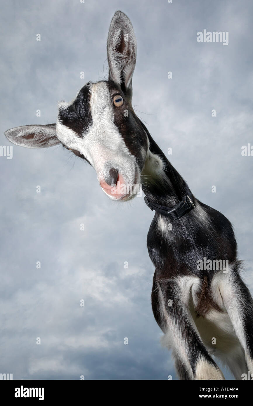 Divertente in bianco e nero di capra maculato con naso rosa , e pelliccia orecchini , girato con obiettivo grandangolare Foto Stock