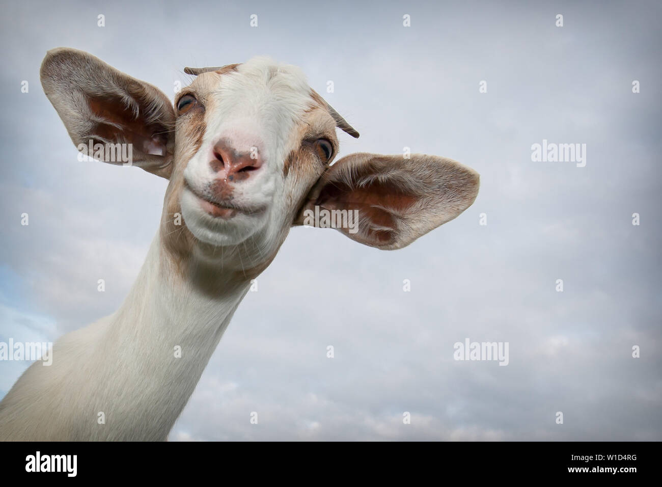 Ritratto di una capra sorridente Foto Stock