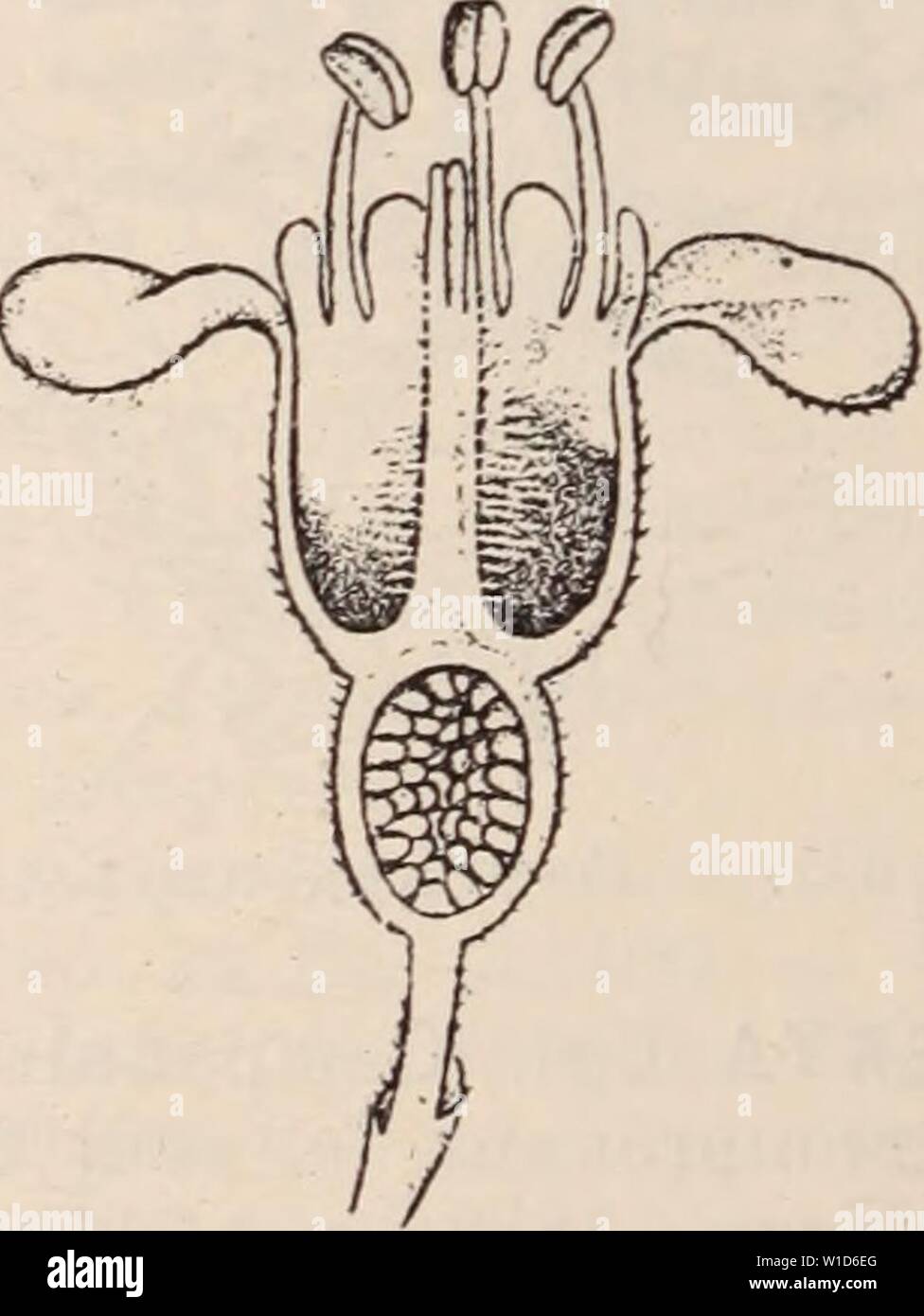 Immagine di archivio da pagina 917 di Dictionnaire d'orticoltura illustré par. Dictionnaire d'orticoltura illustré / par D. Bois préface de Maxime Cornu avec la collaboration de E. André ... [Et al.]. . Dictionnairedhor00bois Anno: 1893 Fig. 644. - Ovaire supère ou libre (Amandier.) La situation de l'ovaire par rapport aux autres parti de la fleur un une grande impor- tanza au point de vue de la classificazione des plantes. L'ovaire est dit supère oulibre{Fig.644), lorsqu'il est placé dans la fleur, au dessus du niveau où s'attache le périanthe et sans adhé- renza aucune avec les autres verti Foto Stock