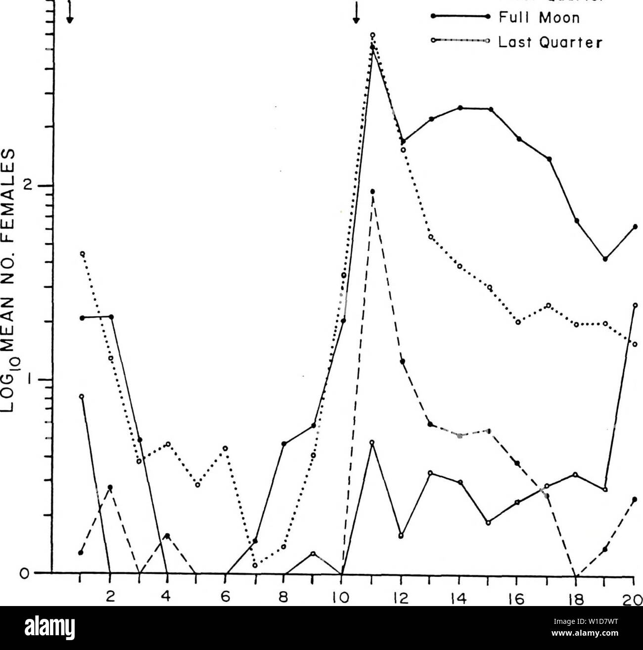Immagine di archivio da pagina 93 del Diel e attività stagionali del. Diel e attività stagionali di Culicoides spp. Vicino a Yankeetown, Florida . dielseasonalacti00lill Anno: 1985 82 3-iSR ° ° Luna nuova " • Primo Trimestre ' Luna Piena Ultimo trimestre 2 4 6 8 10 12 14 Periodo di raccolta di figura 23. Diel periodicità di C. furens femmine raccolte in un veicolo-trappola montata su un trimestre le fasi della luna in primavera. Foto Stock
