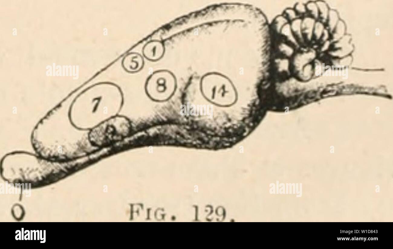 Immagine di archivio da pagina 936 del Dictionnaire de physiologie (1898). Dictionnaire de physiologie . dictionnairedeph03ricco anno: 1898 COBAYE. lÂ"T&GT;5 XI. SystÃ¨nerveux me. Â Los vivisections que l'su pratiriue sur le systÃ¨me nerveux, peuvent porter, soit sur la porzione centrale, soit sur la porzione pÃriphÃrique. Sur le cerveau on peut n'avoir qu'Ã faire des piqÃ"res. La voÃ"te crÃ¢nienne Ãtant assez tritare se laisse facilement perforer, soit par la pointe d'onu bisturi, soit par l'strumento destinÃ Ã l'expÃrience. Si l'on veut pratiquer l'eccitazione cerveau du ou bien en faire l'ablazione totale Foto Stock