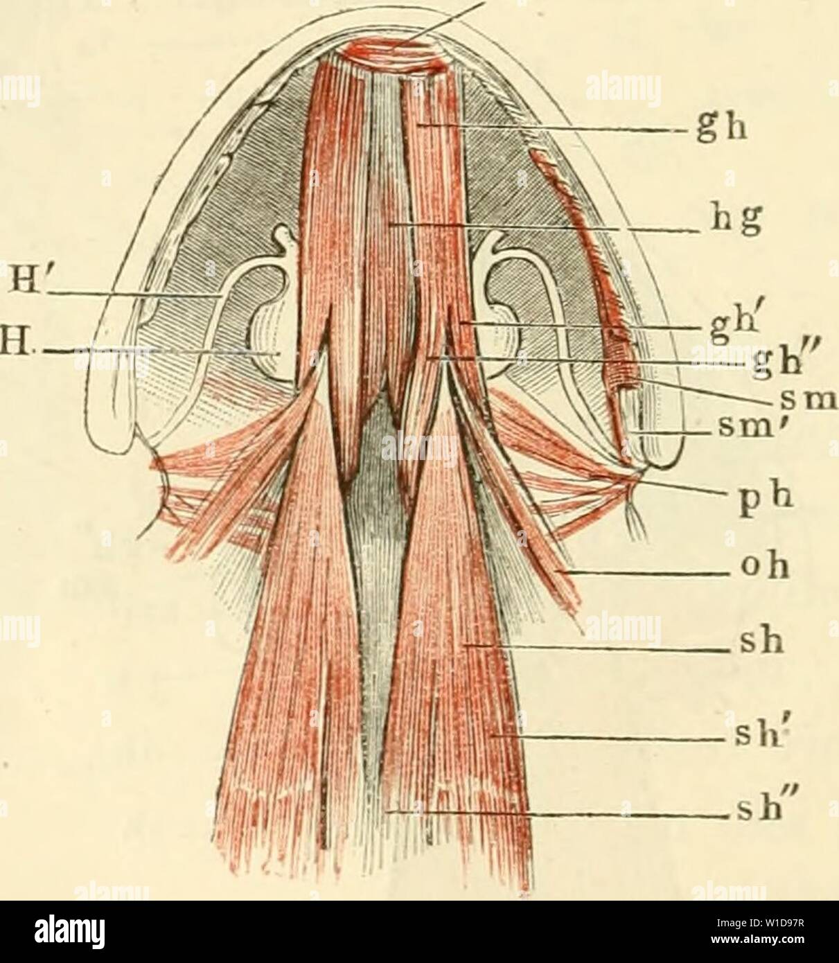 Immagine di archivio da pagina 95 del die anatomie des frosches Ein. Die anatomie des frosches. Ein handbuch fÃ¼r physiologen, Ã¤rzte und studirende . dieanatomiedesfr0103ecke Anno: 1864-1882 IMukeln smt der Zunge und des Zungen- beins von Rana esculenta, von unten. hg m. hyoglossus, vorn sich in die Zunge umschlagend. 7Io g' hinterer Ursprung desselben. g h m. geniohyoideus. gh' lateraler Ursprung. g h' medialer Ursprung desselben. oh m. omohyoideus. 5 h m. stemohyoideus. ph 1. 2. 3. 4. erster, zweiter, dritter, vierter m. petrohyoideus. // Zimgenbeinkörper. //' Vorderes Hörn. H' hinteres Hörn. me Foto Stock