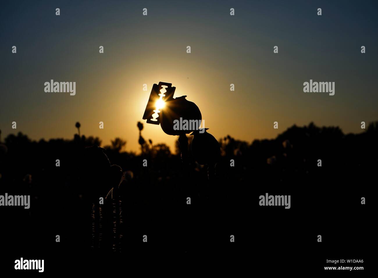 Giovani poppyheads sono interessanti per i drogati, che sono loro taglio da rasoi e la raccolta di liquidi di papavero da oppio ottenere sostanze di base. Foto Stock