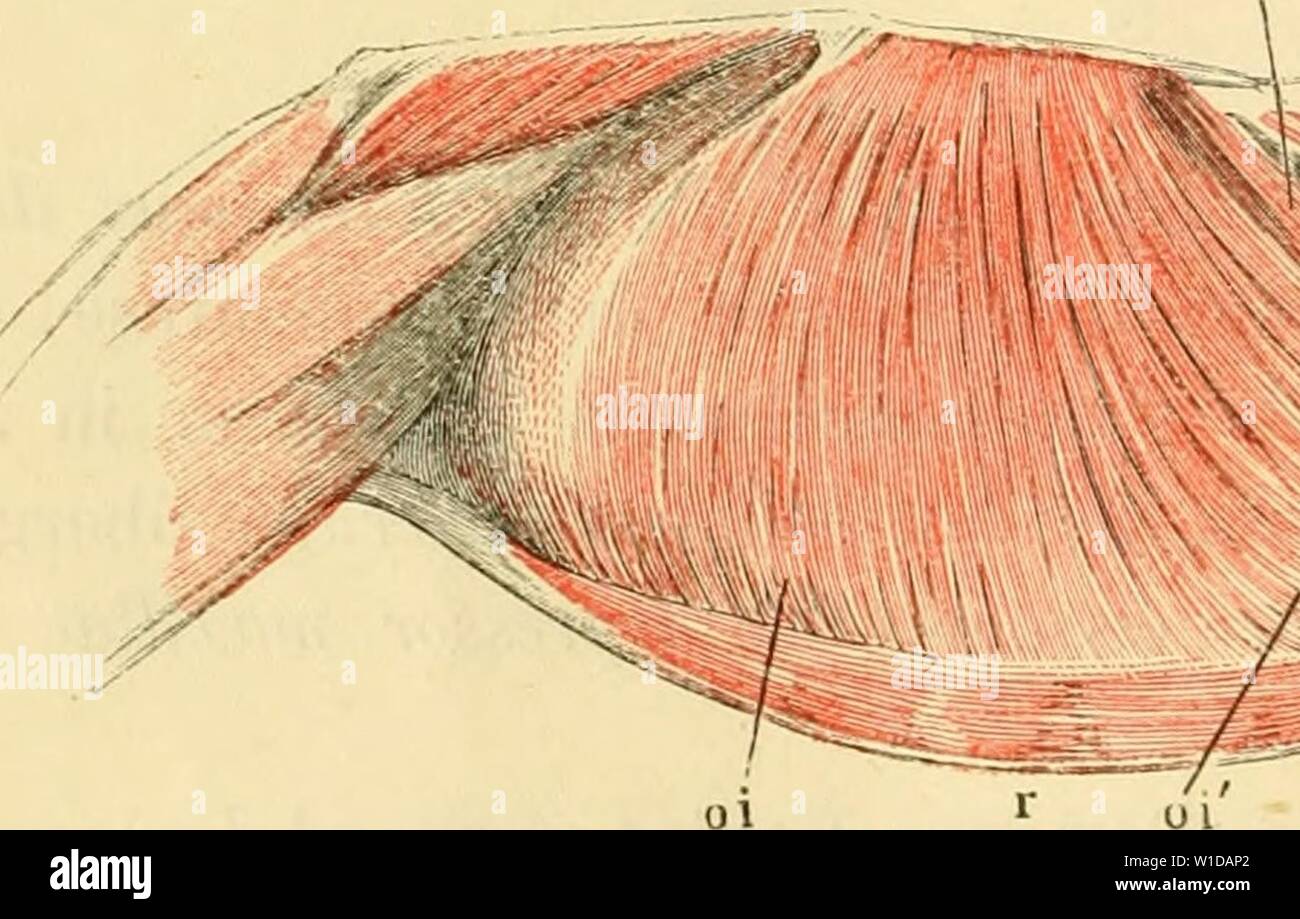 Immagine di archivio da pagina 97 del die anatomie des Frosches; ein. Die anatomie des Frosches; ein Handbuch fÃ¼r Physiologen, Ãrzte und Studire . dieanatomiedesfr0102ecke Anno: 1887- 82 tn. ol)hq. internus. m. obiiqmig 30. m. ohHquus internus (und transversus) (Fig. 65 und internus. G6 07). Duges, ileo-transverso-sous-sternale, S. 53. Zenker, transversus 1. c. S. 31. Kühl, transversus, 1. c. S. 116. Dieser entspricht Muskel zugleich ohJiq dem. internus und trans- versus, und ist daher von verschiedenen Autoren mezza mit dem einen bald mit dem anderen Namen bezeichnet worden. Die Fasern entspringen se Foto Stock