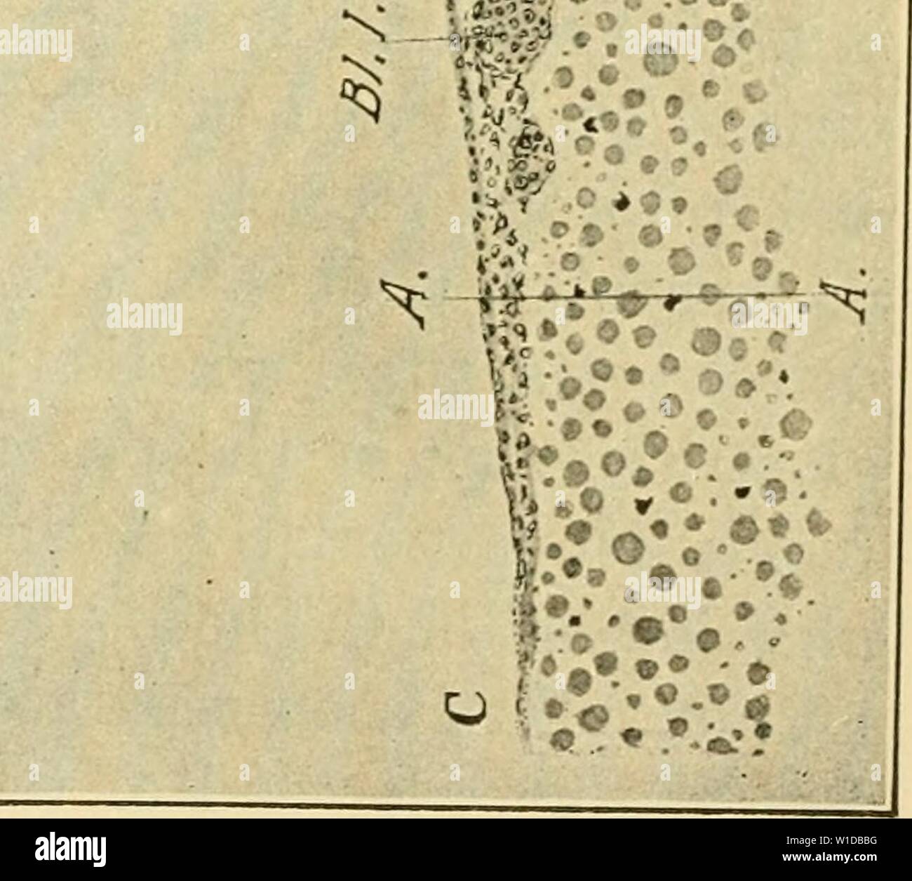 Immagine di archivio da pagina 98 dello sviluppo del pulcino. Lo sviluppo del pulcino : introduzione all'embriologia . developmentofchi02lill Anno: 1936 •N Foto Stock