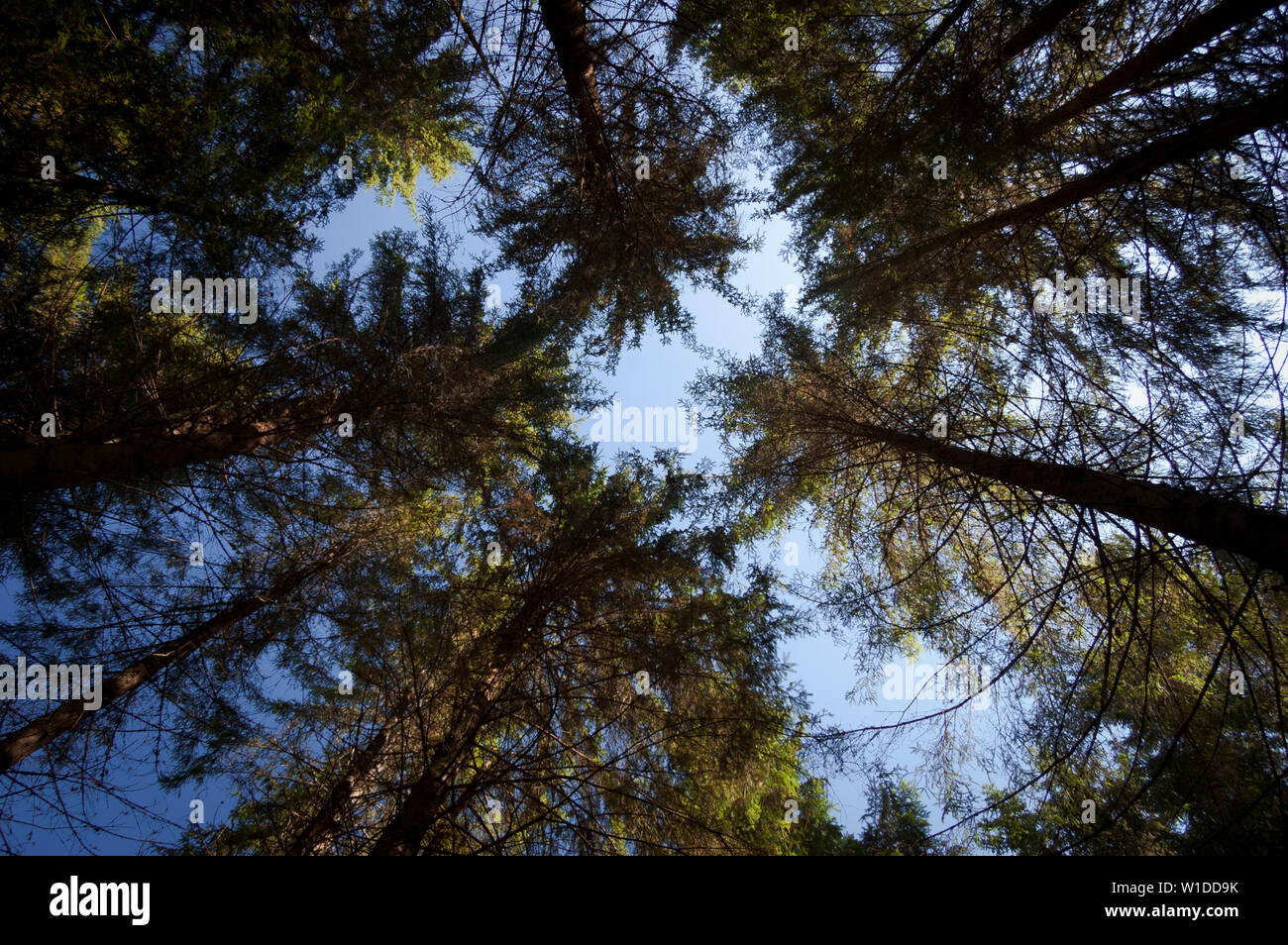 I tronchi di alberi nella foresta di abete rosso. Dal basso verso l'alto. Autunno giornata di sole. Astrazione naturale da filiali Foto Stock