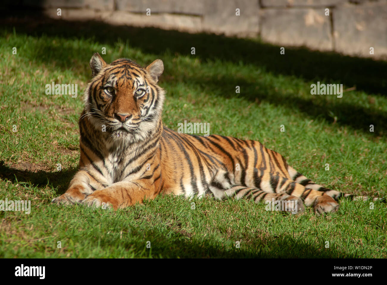 Gatti grandi, tigre di Sumatra Foto Stock