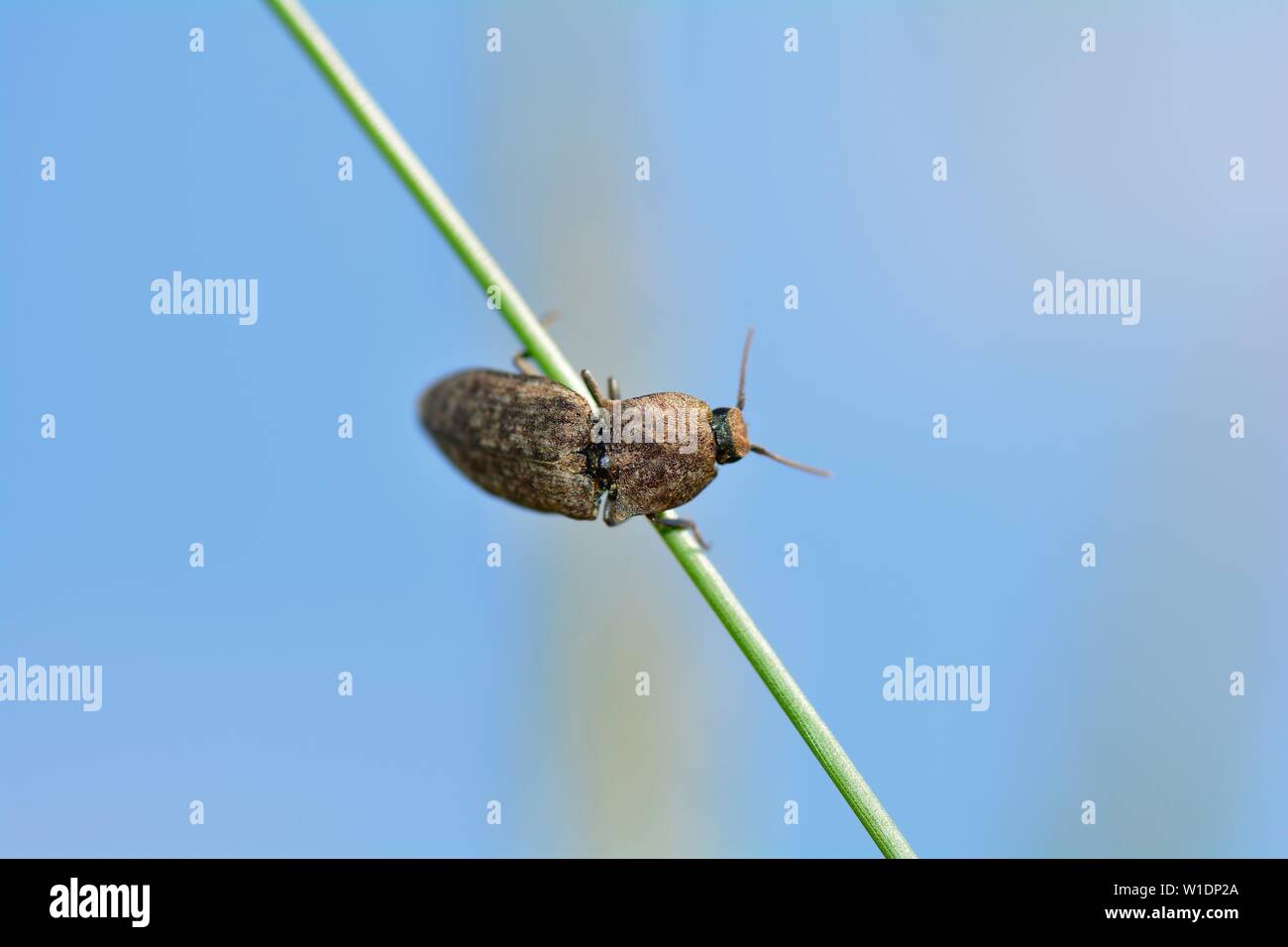 Mouse grigio beetle (Agrypnus murinus) su una lama di erba contro un cielo blu con spazio di copia Foto Stock