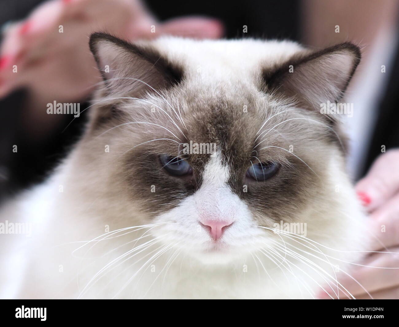 Maggio 2019 - blu Eyed con le racchette da neve Pedigree Cat Foto Stock