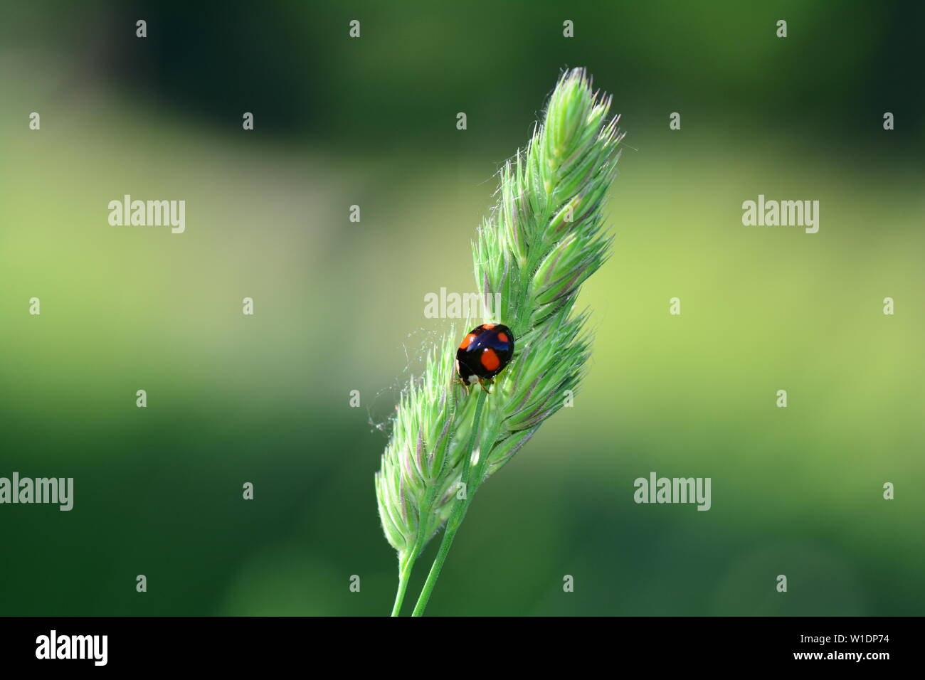 Una coccinella nera con punti rossi sulla pianta nel verde della natura con molti spazi di copia Foto Stock