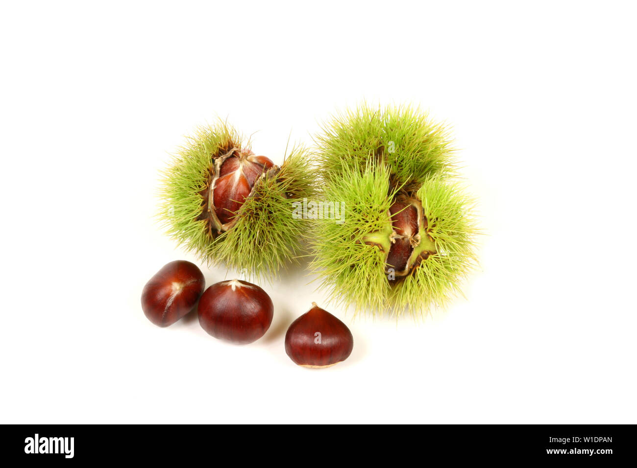 Le castagne fresche in cupules pungenti isolati su sfondo bianco Foto Stock