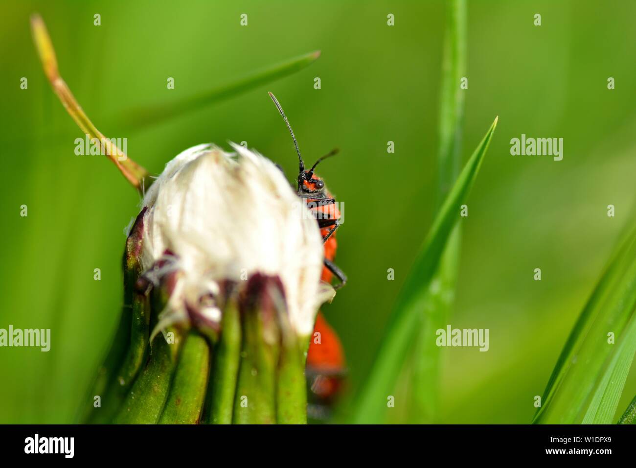 La cannella bug ( Corizus hyoscyami ), seduto sul fiore di tarassaco e guardando curiosamente in avanti, con un sacco di verde sullo sfondo della natura Foto Stock
