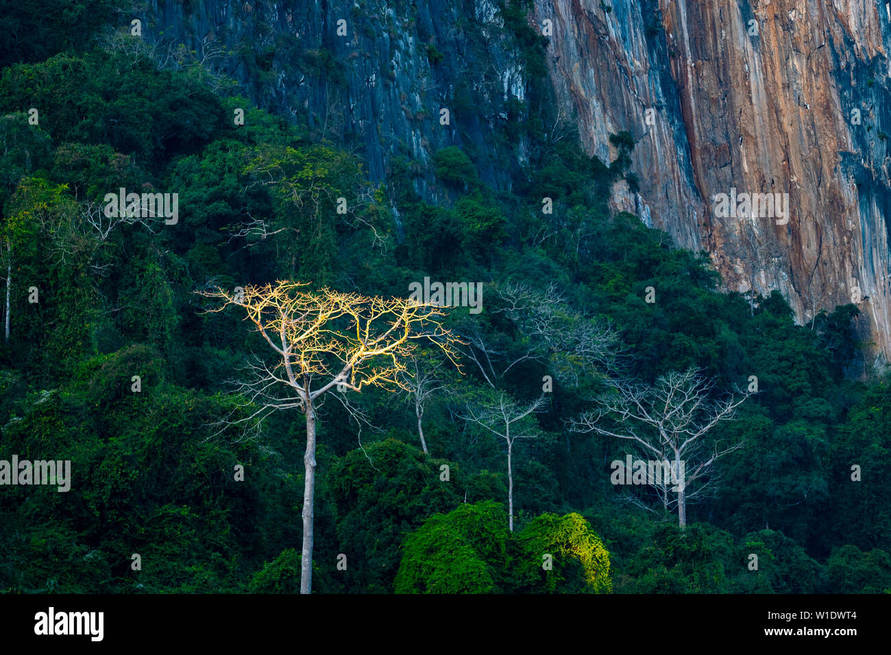 Albero illuminato nella foresta pluviale tropicale nel Laos, sud-est asiatico. Scenic scogliere e pinnacoli di roccia, lussureggiante giungla verde, ambiente incontaminato, tou Foto Stock