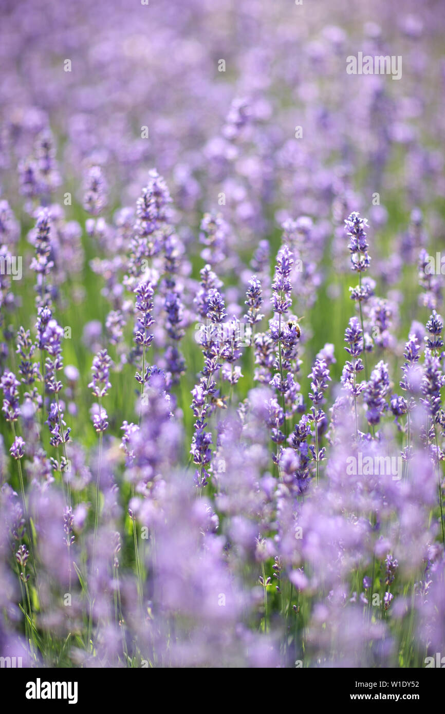 Molti fiori viola su lunghi steli sottili fra prato graminacee Foto stock -  Alamy