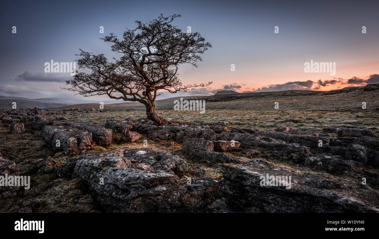 Un alterato lone tree in tra la pavimentazione di pietra calcarea dello Yorkshire Dales National Park Foto Stock