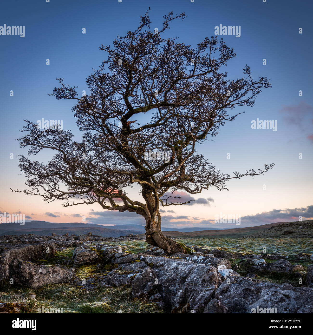 Un alterato lone tree in tra la pavimentazione di pietra calcarea dello Yorkshire Dales National Park Foto Stock