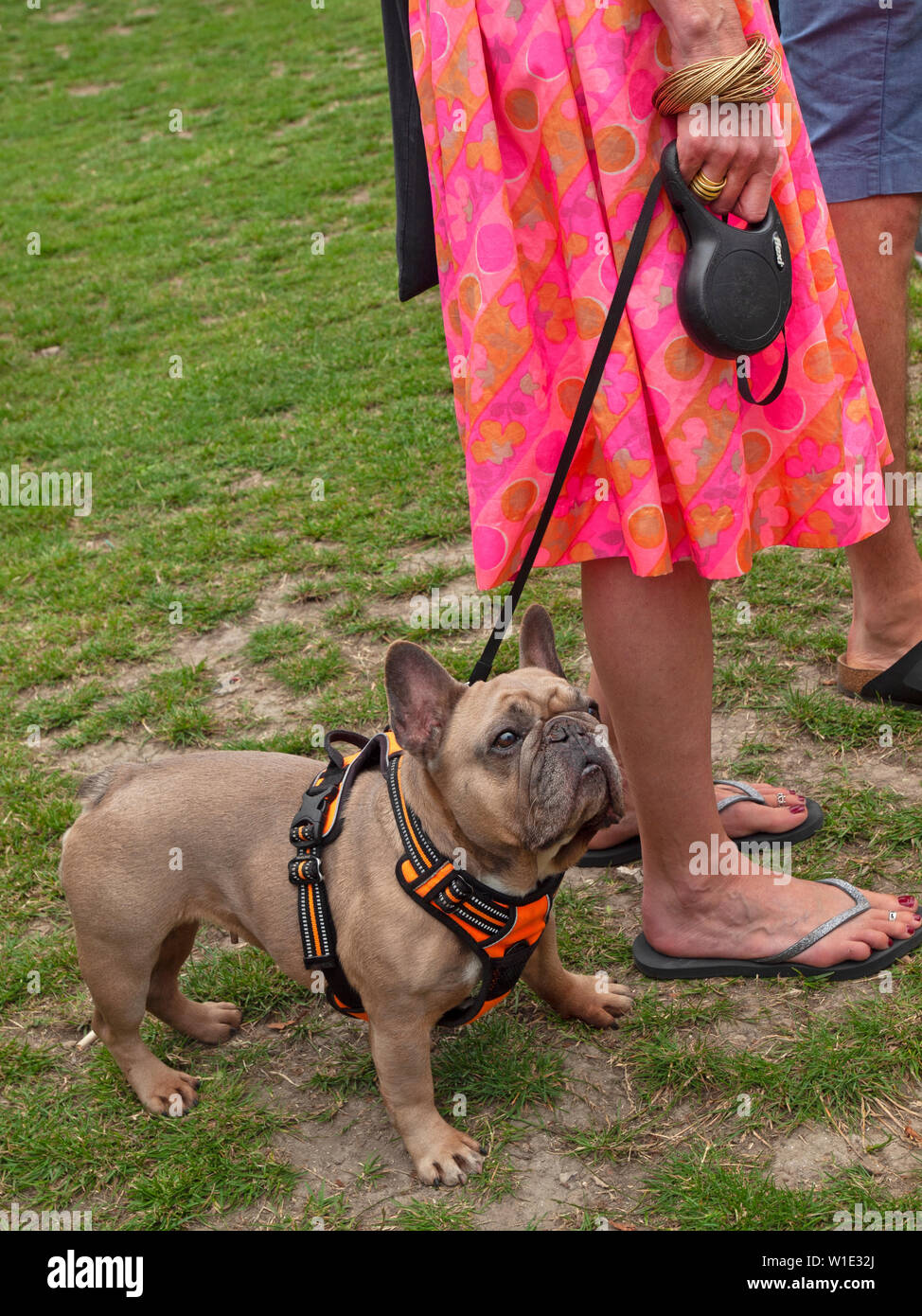 Un dog show in Queen's Park, Brighton Foto Stock