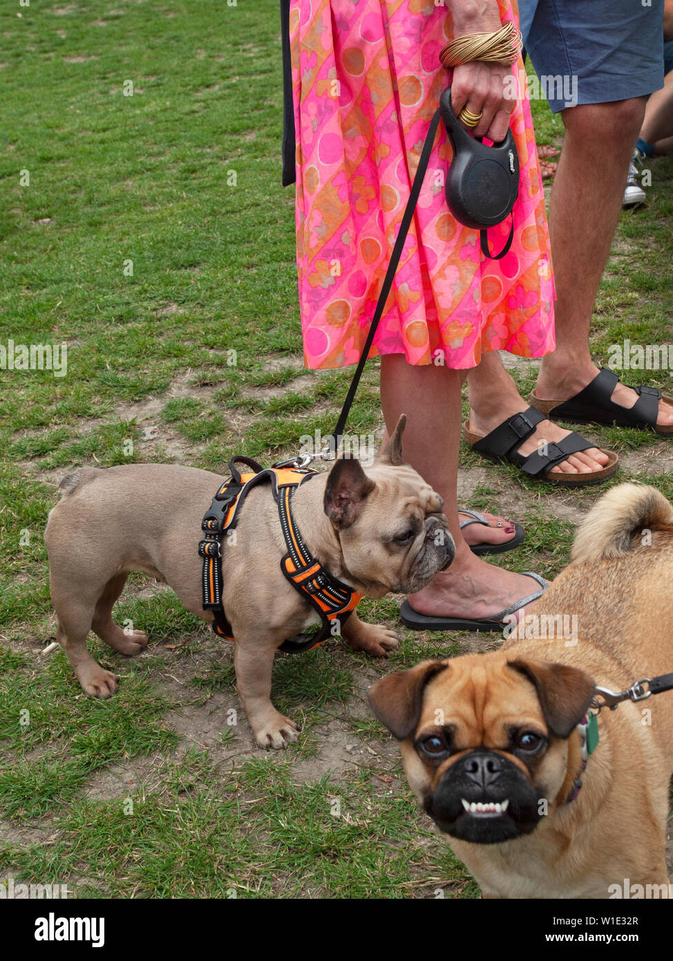 Un dog show in Queen's Park, Brighton Foto Stock