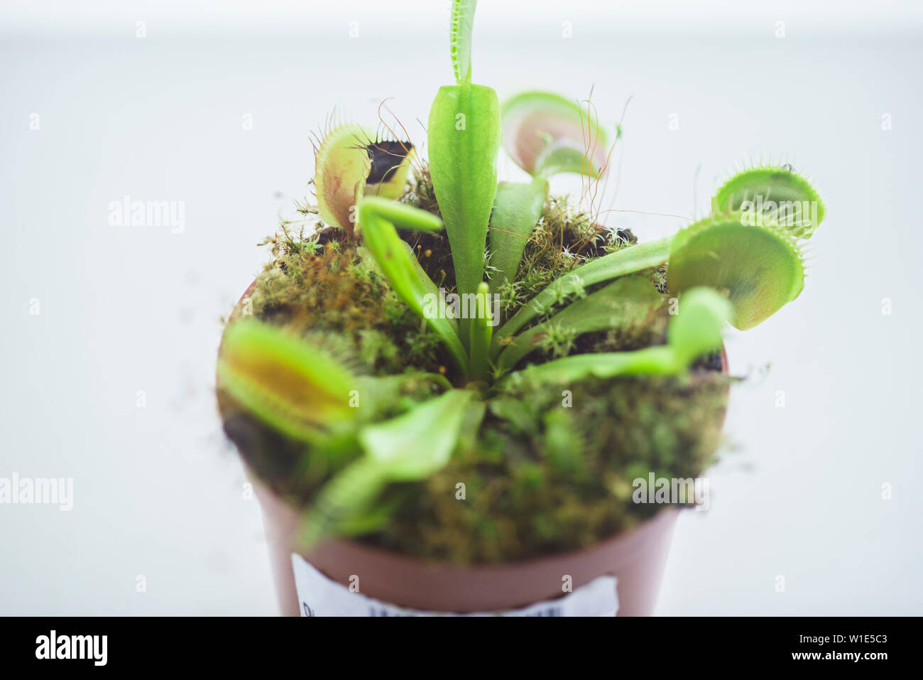 Potted Predator Venus Flytrap, Dionaea Muscipula forma tipica. Venus Flytrap predatori di pianta, pianta carnivora native di zone umide subtropicali, Ambush Foto Stock