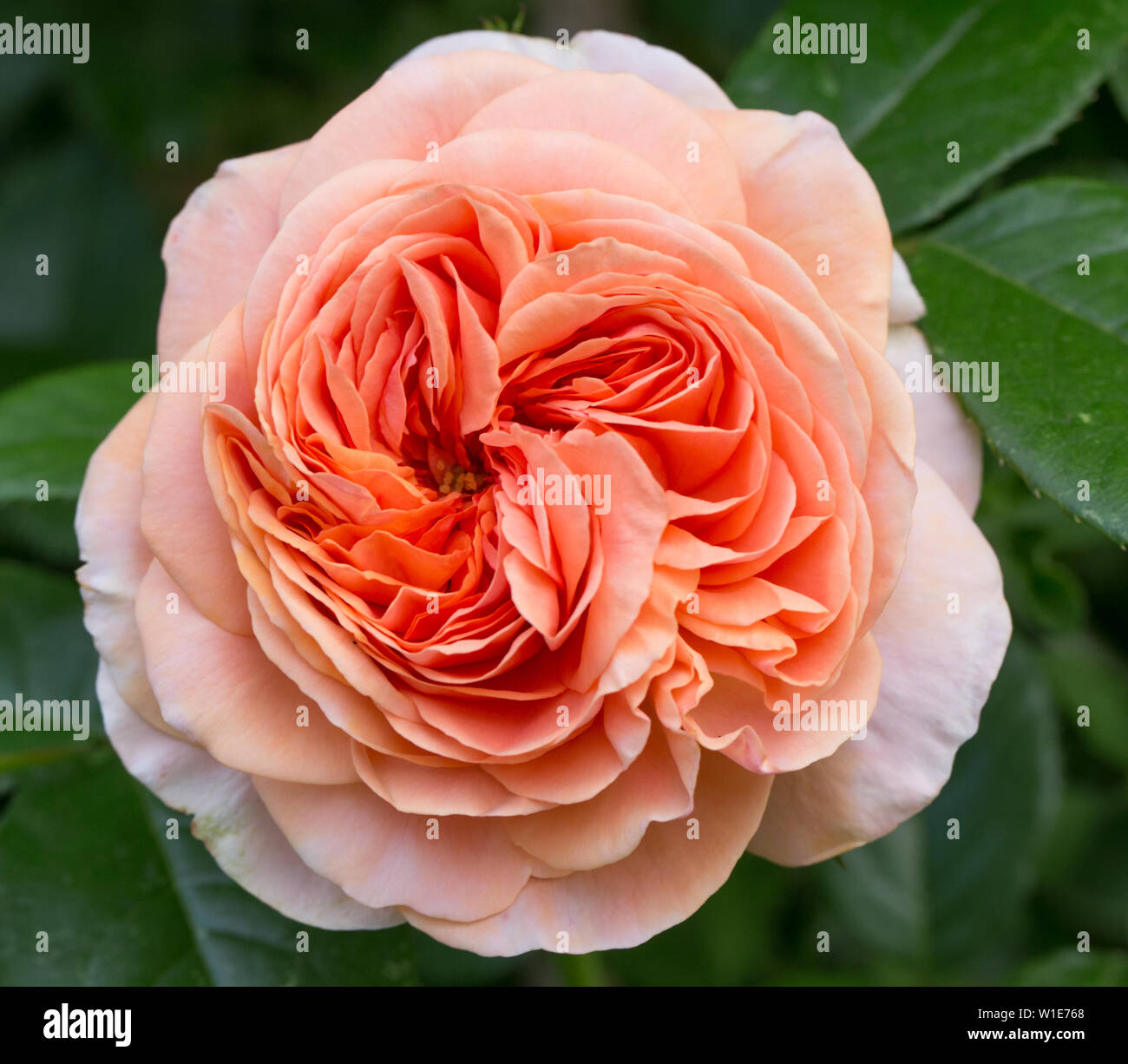 Rosa salmone Arancione Rosa nel giardino. Foto Stock