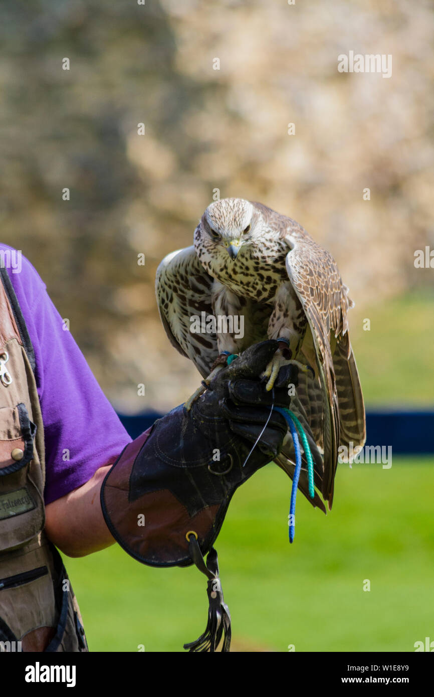 Falcon appollaiato sul suo trainer la mano Foto Stock