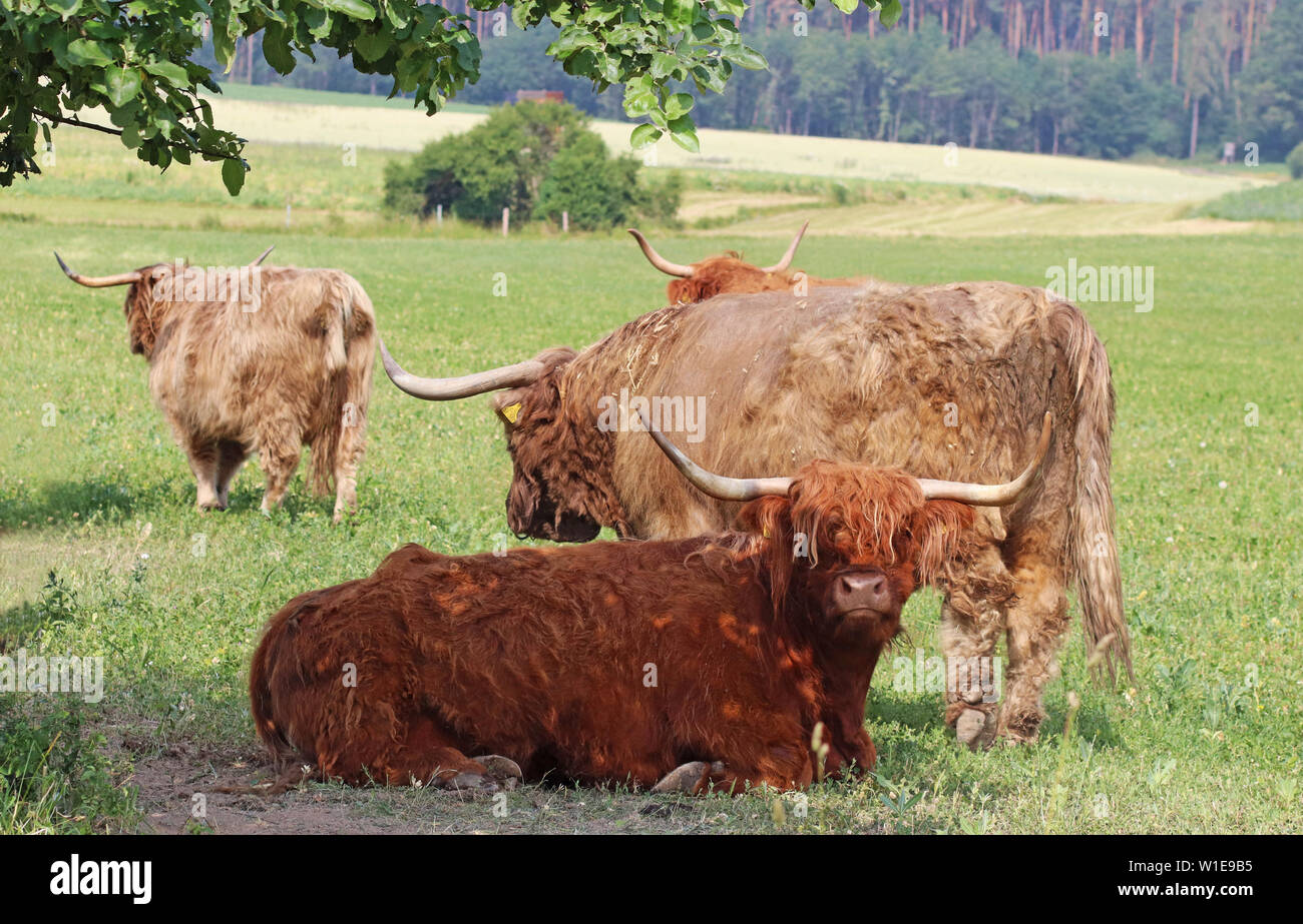 Gruppo di Highland scozzesi il pascolo di bestiame su un pascolo verde Foto Stock