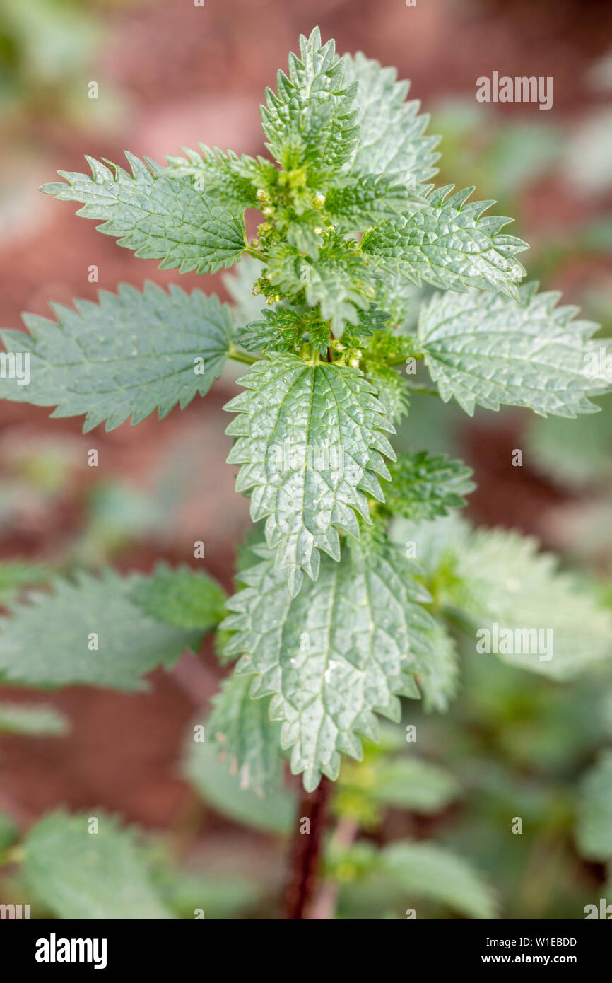 Pianta verde Dwarf ortica (Urtica urens) con il bruciore di ortiche crescente sulla natura. Foto Stock