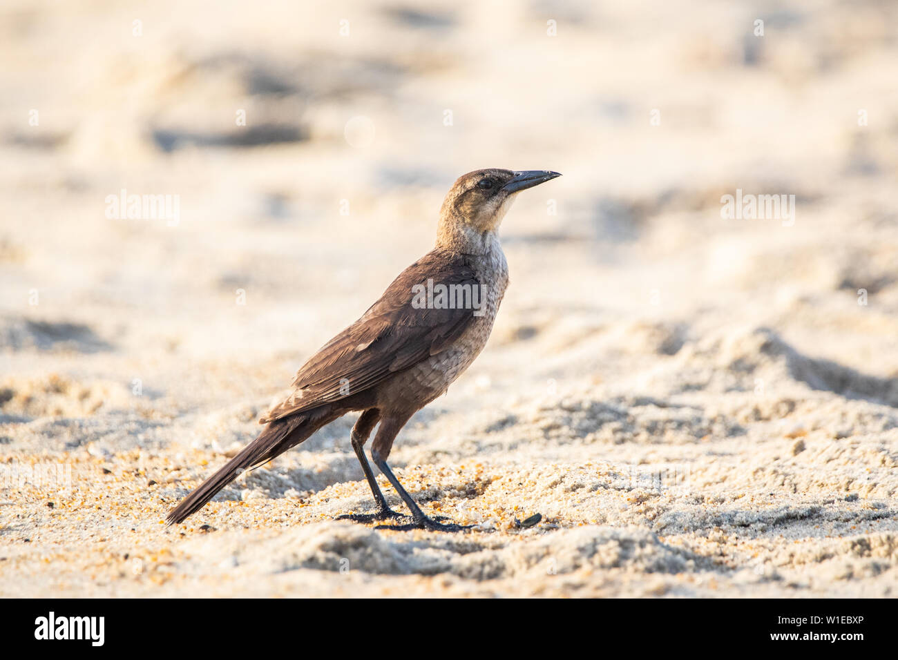 Una barca-tailed grackle pone su una spiaggia. Foto Stock