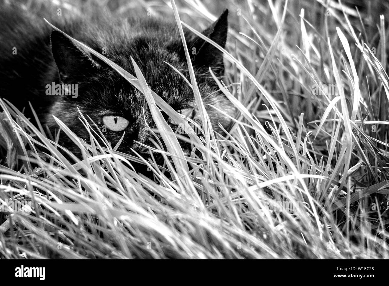 Un ritratto di un gatto nascondendo formare esseri umani in erba alta in un prato. È accovacciata e ha assunto un atteggiamento stealhty così il pensiero non poteva essere visto. Foto Stock