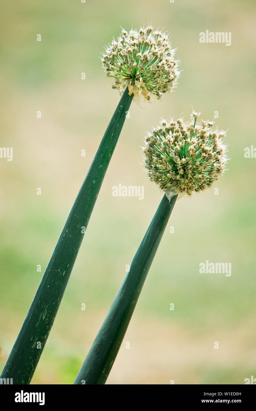 Semi di cipolla sulla lama maturo, forma a palla testa piena di semi Foto Stock