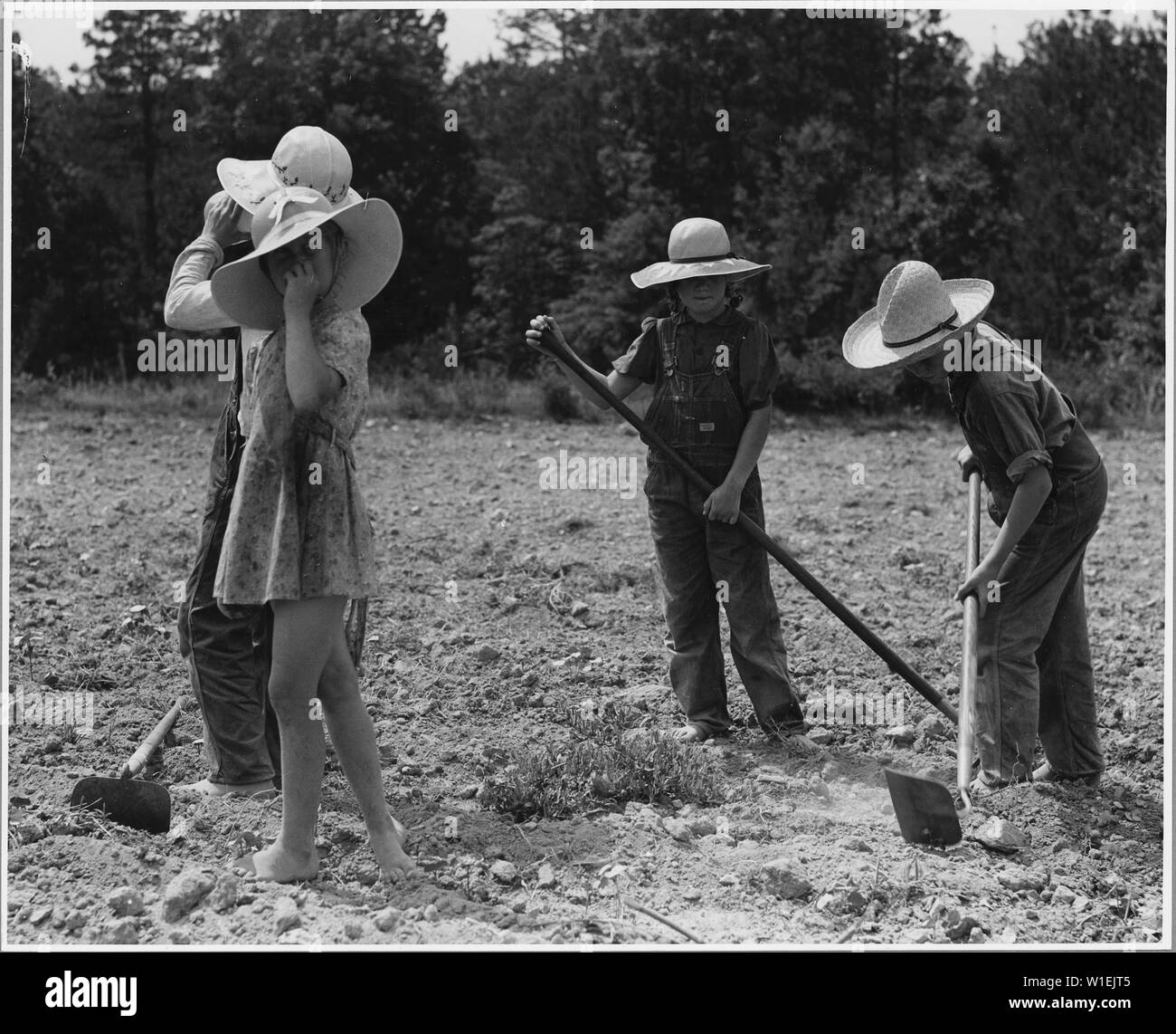 Armonia comunità, Putnam County, Georgia.... Quando il cotone è tre o quattro settimane, le righe o . . .; Portata e contenuto: Full didascalia recita come segue: armonia comunità, Putnam County, Georgia.... Quando il cotone è tre o quattro settimane, le righe di strettamente distanziate le piante sono tagliate fuori con le zappe, lasciandoli divisi in piccoli grumi separati da zappa-larghezza degli spazi. Questo lavoro deve essere svolto in un determinato periodo di tempo, e generalmente ogni membro della famiglia aiuta a. Mostrato...è la famiglia di un proprietario di bianco. Il padre non fa una riga mentre i suoi tre figli fare un altro.... Il drou Foto Stock