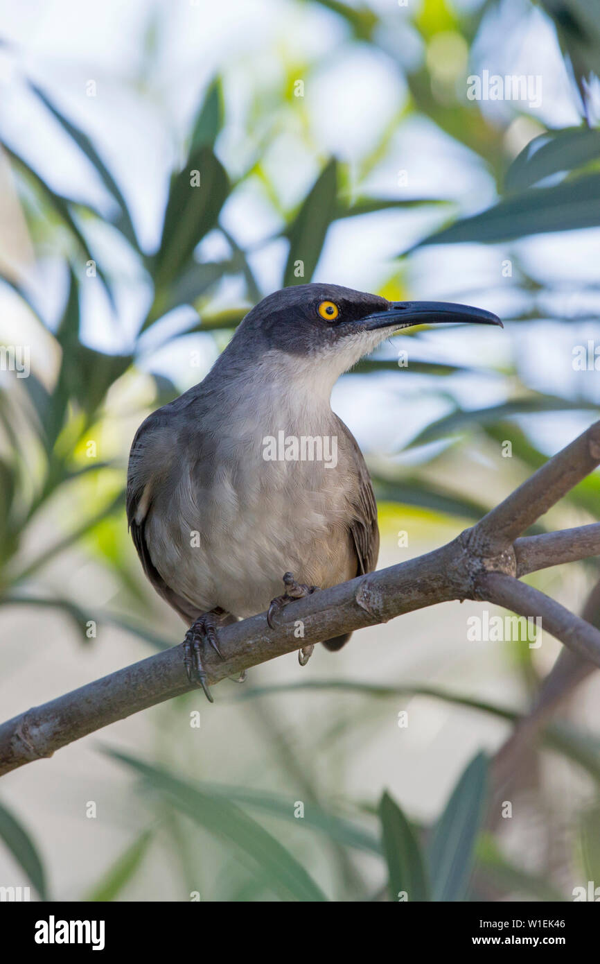 Grigio (trembler Cinclocerthia gutturalis), Marigot Bay, Castries, Santa Lucia, isole Windward, Piccole Antille, West Indies, dei Caraibi e America centrale Foto Stock