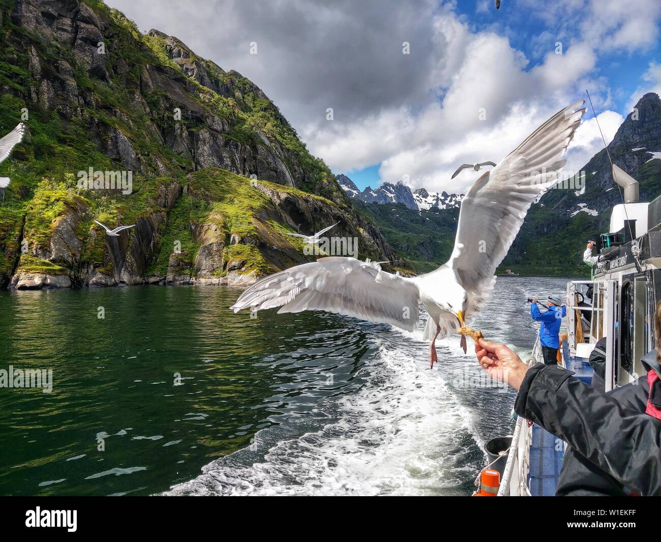 La Norvegia. 2 Luglio, 2019. Gabbiani volare a distanza ravvicinata e per un tour in barca nelle acque tra SvolvÃÂ¦r (Svolvaer) e Trollfjord delle isole Lofoten in Norvegia. Credito: Sachelle Babbar/ZUMA filo/Alamy Live News Foto Stock