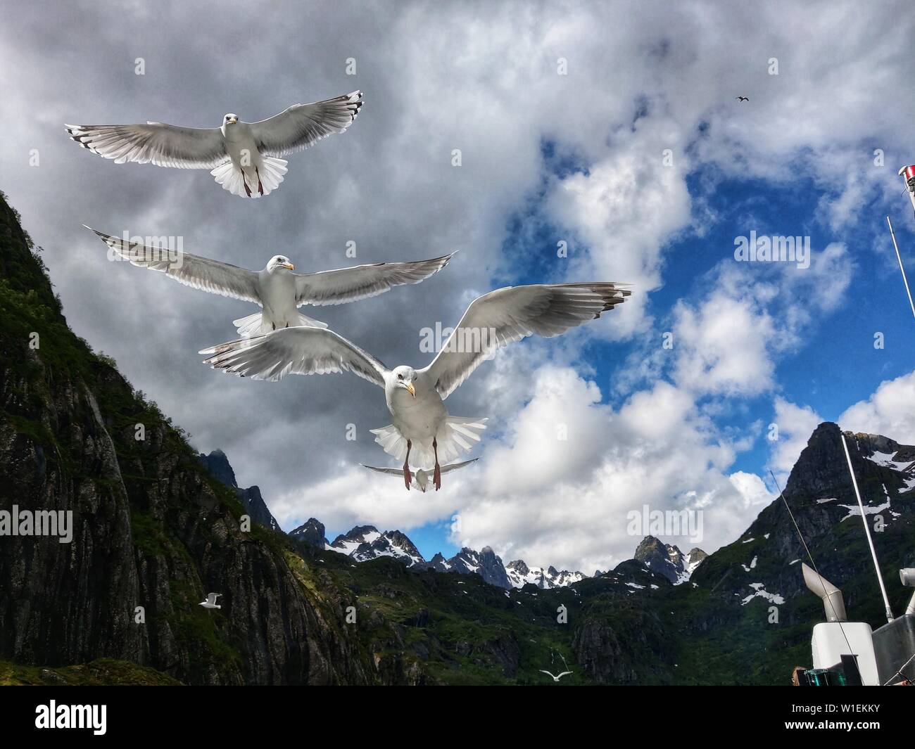 La Norvegia. 2 Luglio, 2019. Gabbiani volare a distanza ravvicinata e per un tour in barca nelle acque tra SvolvÃÂ¦r (Svolvaer) e Trollfjord delle isole Lofoten in Norvegia. Credito: Sachelle Babbar/ZUMA filo/Alamy Live News Foto Stock